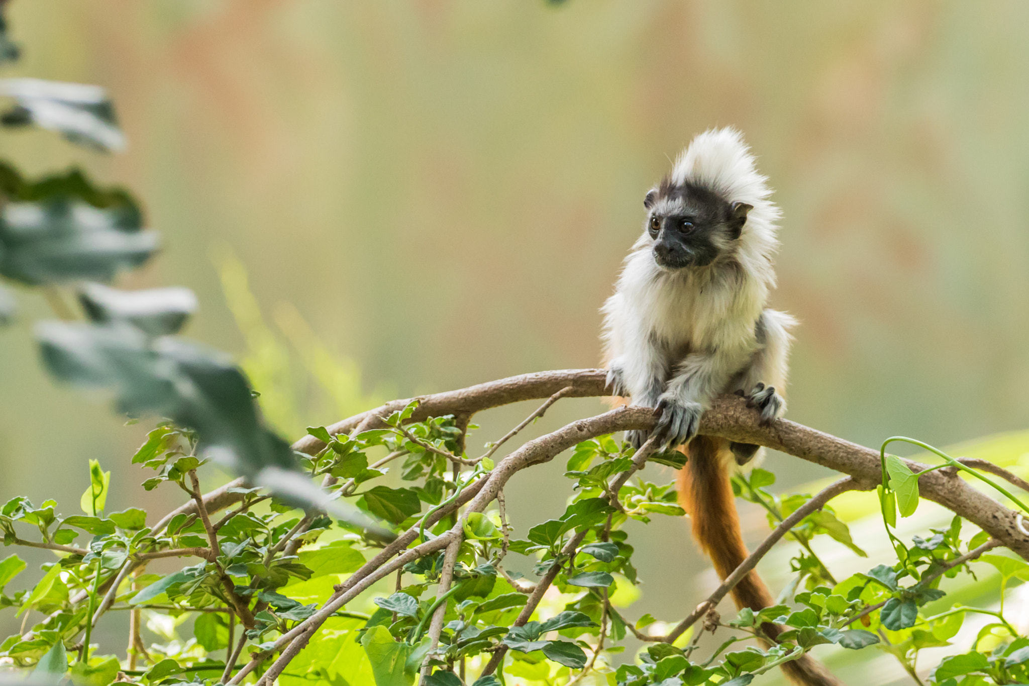 Canon EOS 7D Mark II + Canon EF 100-400mm F4.5-5.6L IS II USM sample photo. Cotton-top tamarin photography