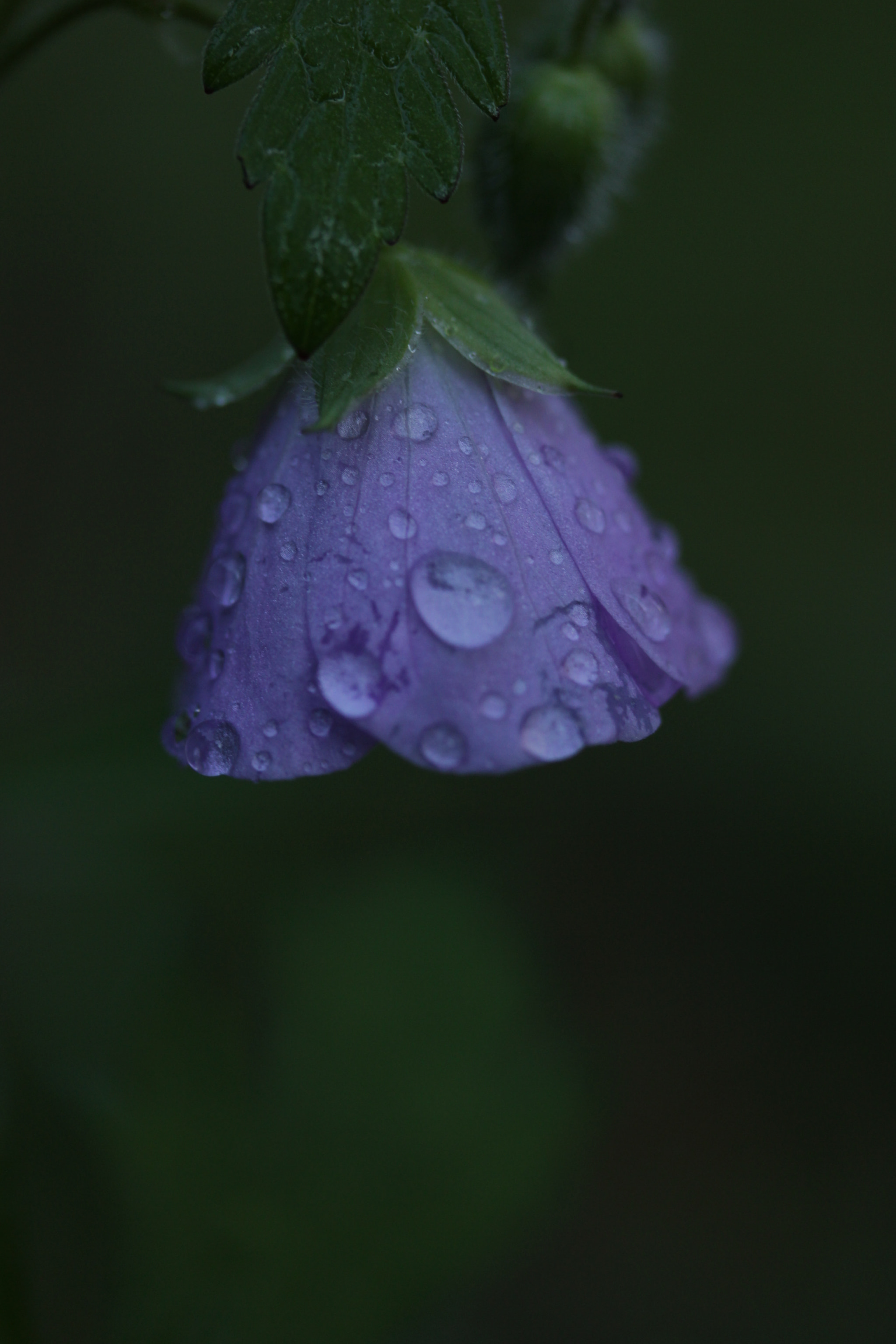 Canon EF-S 60mm F2.8 Macro USM sample photo. Nature's lamp photography