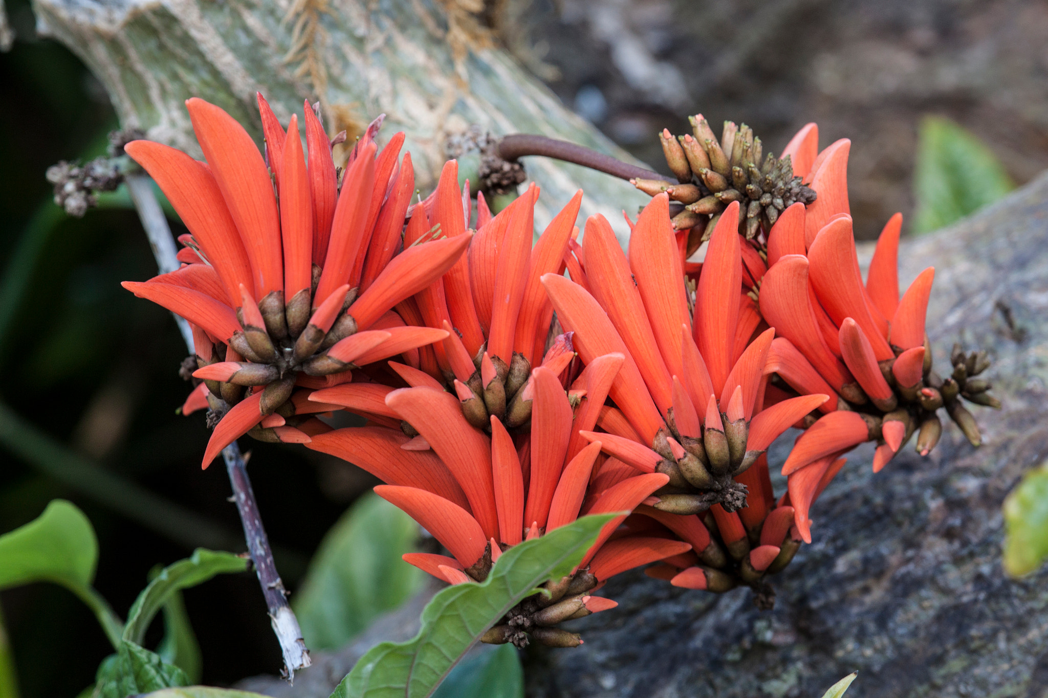 Canon EF 100-400mm F4.5-5.6L IS USM sample photo. Erythrina flower photography