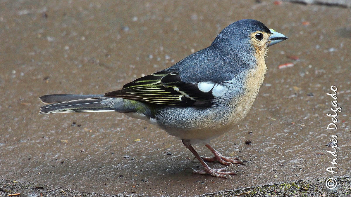 Olympus OM-D E-M5 + OLYMPUS M.75-300mm F4.8-6.7 sample photo. Fringilla coelebs tintillon. la gomera photography