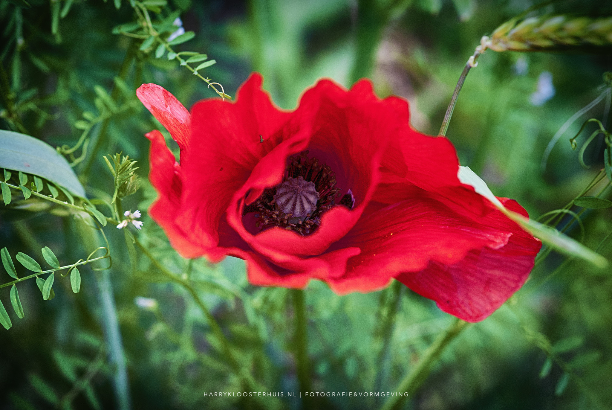 Nikon D80 + Sigma 105mm F2.8 EX DG Macro sample photo. Poppy photography