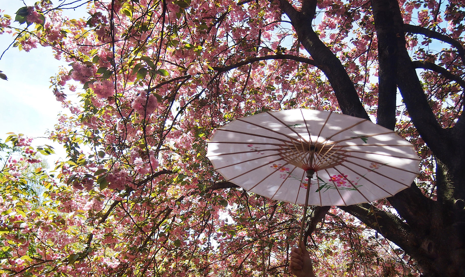 Olympus PEN E-P3 sample photo. Umbrella and sakura photography