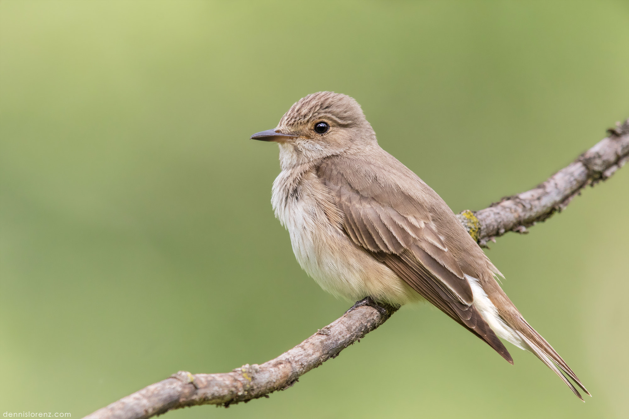 Canon EF 600mm F4L IS II USM sample photo. Spotted flycatcher | grauschnäpper photography
