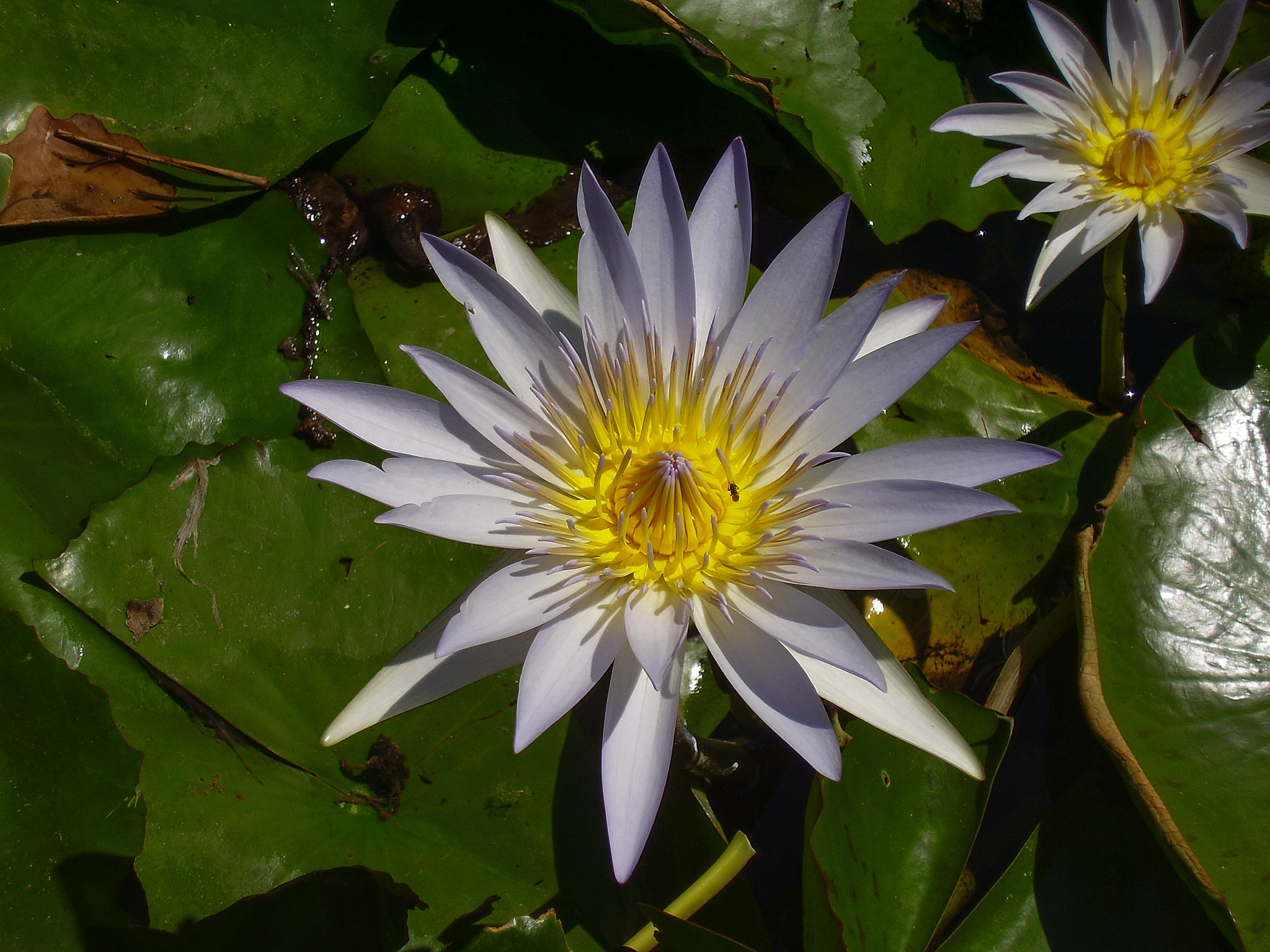 Olympus FE115,X715 sample photo. Palermo: flower in the orto botanico di palermo photography