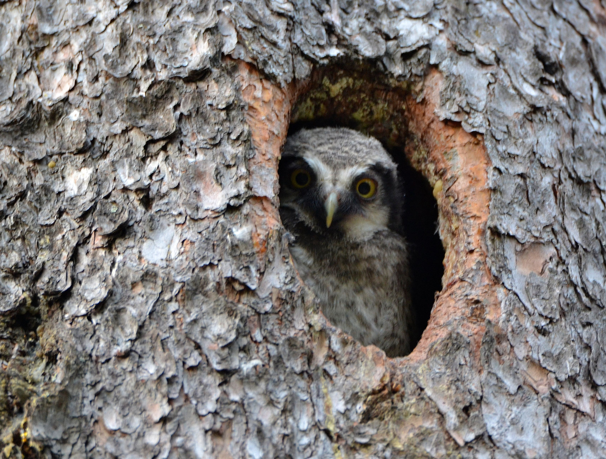Nikon D3100 sample photo. Juvenile hawk owl photography