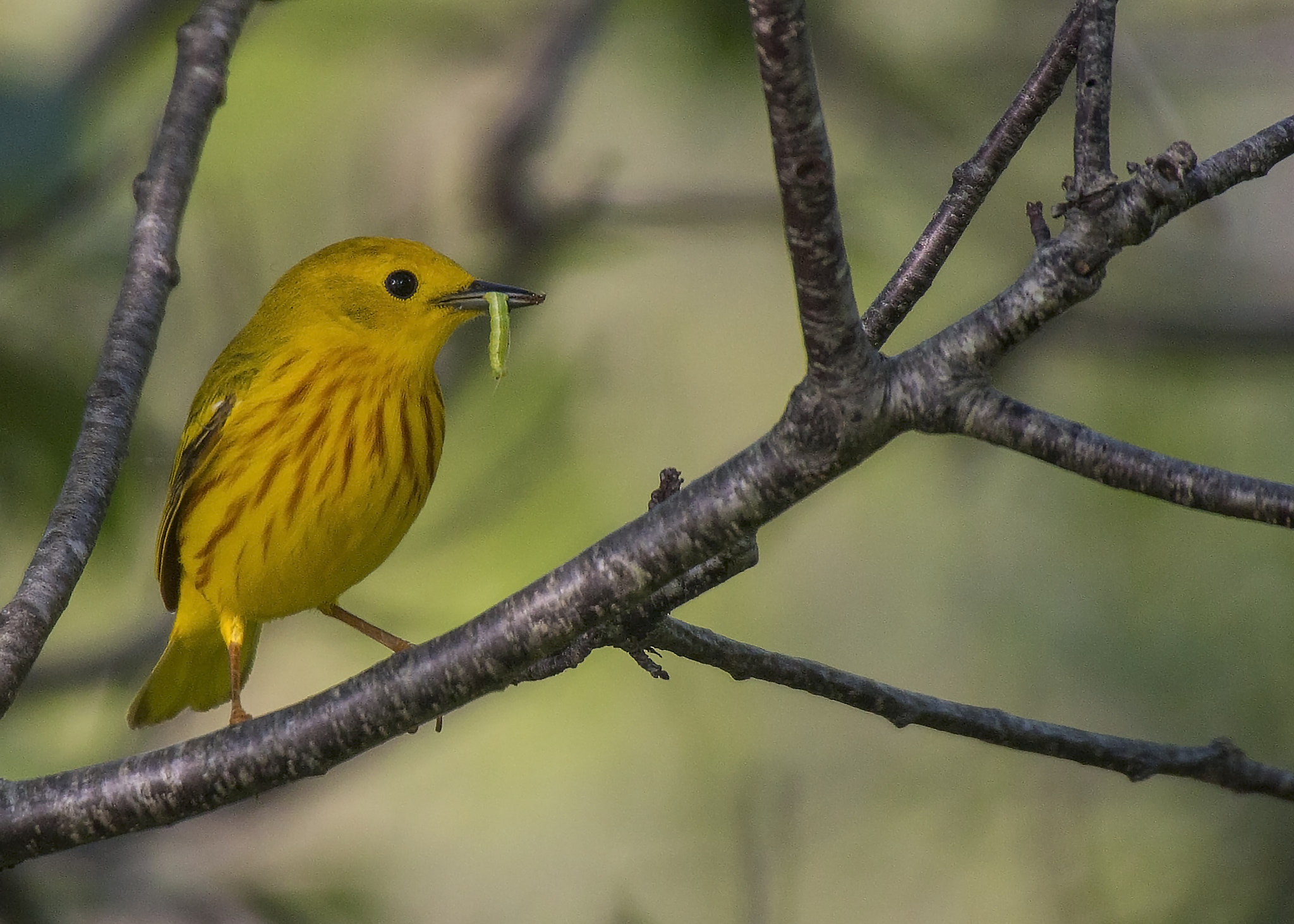 Canon EOS 70D + Sigma 50-500mm F4.5-6.3 DG OS HSM sample photo. Yellow warbler and catapillar photography