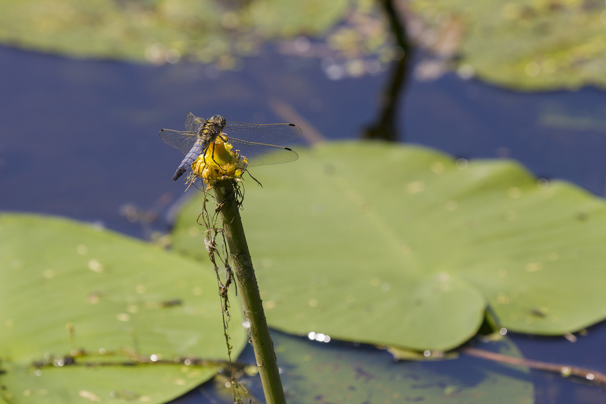 Canon EF 100-400mm F4.5-5.6L IS II USM sample photo. Dragonfly ii photography