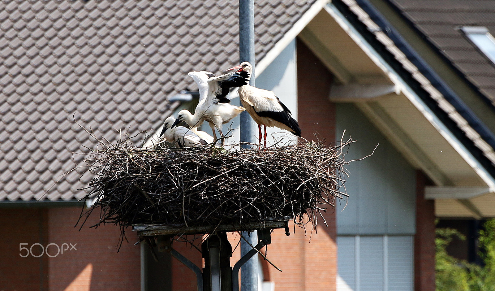 Canon EOS 70D + Canon EF 100-400mm F4.5-5.6L IS II USM sample photo. Storks bislich, wesel photography