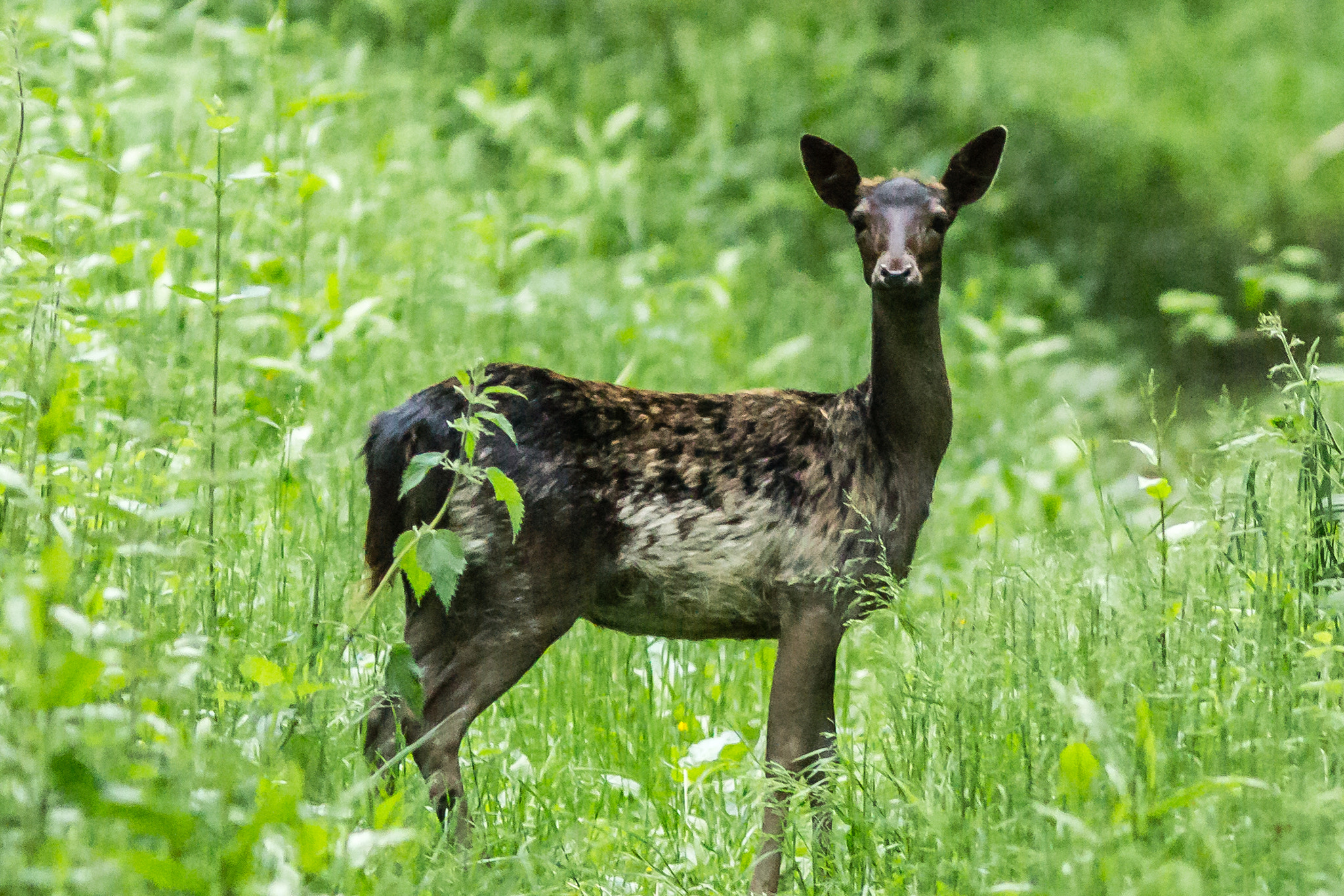 Canon EF 300mm F4L IS USM sample photo. Deer photography