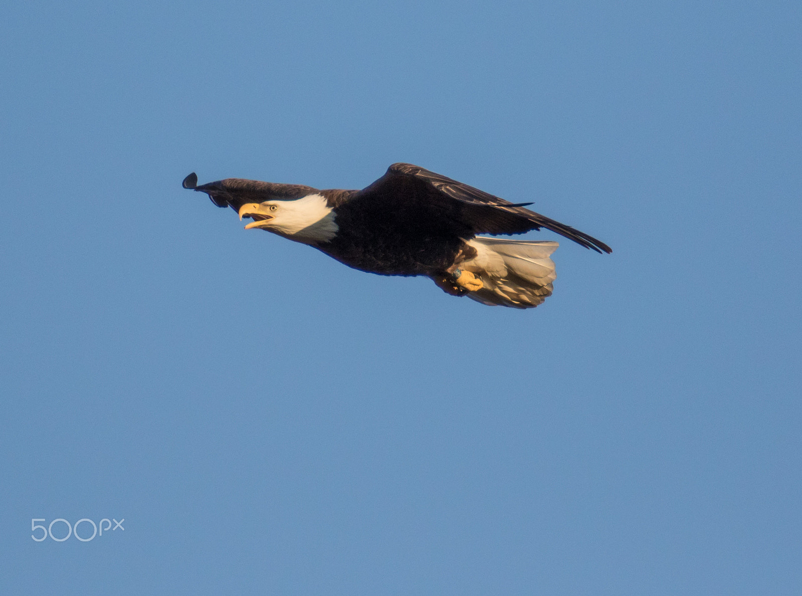 Canon EF 70-200mm F2.8L USM sample photo. Master of the sky photography