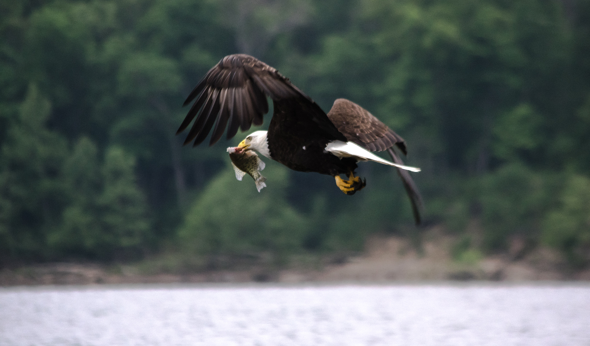 Pentax smc DA 55-300mm F4.0-5.8 ED sample photo. Bald eagle fishing photography