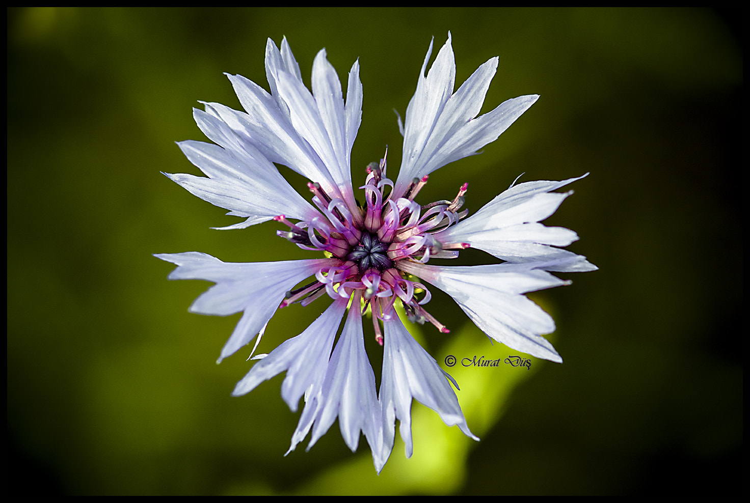 Nikon AF-S Micro-Nikkor 105mm F2.8G IF-ED VR sample photo. Flower photography