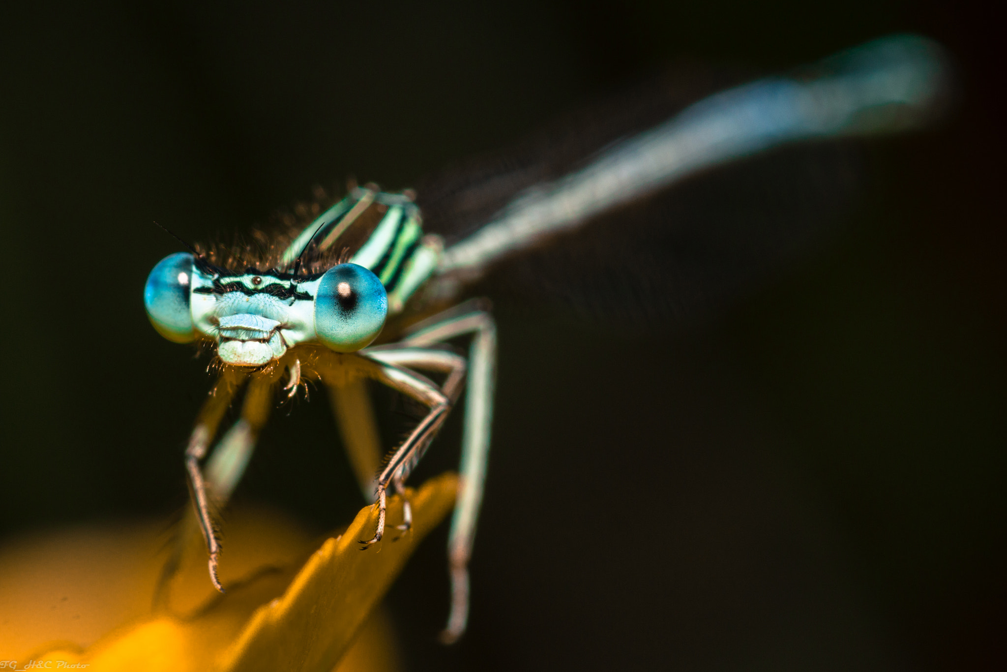 Canon EF 100mm F2.8 Macro USM sample photo. Dragonfly photography
