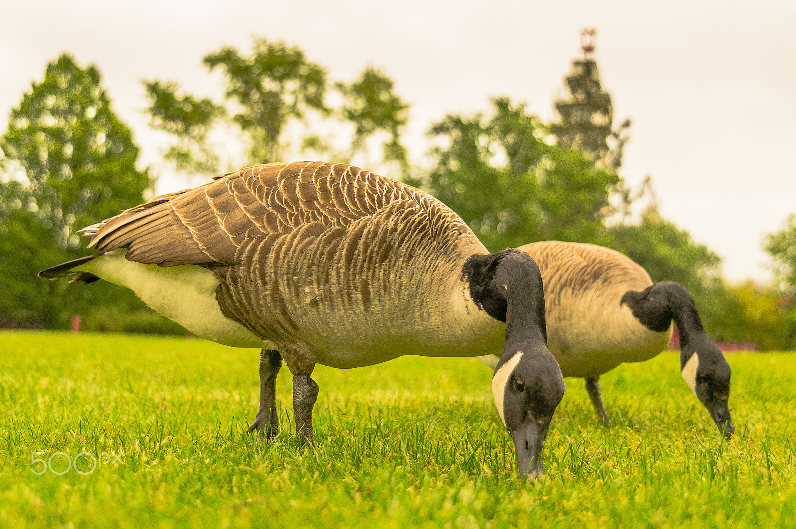 Sony SLT-A57 + 24-70mm F2.8 sample photo. Grugapark goose photography