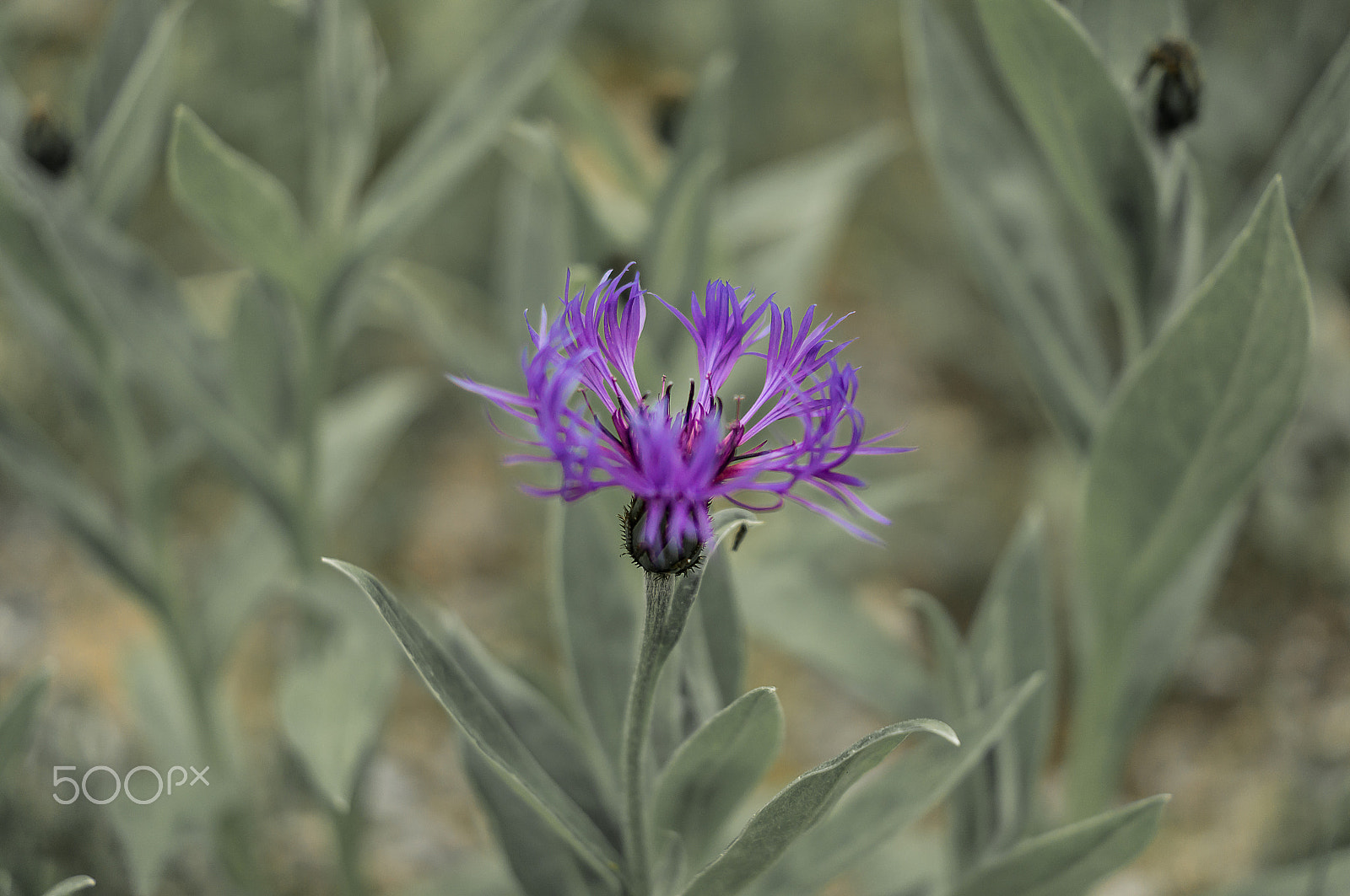 Sony SLT-A57 sample photo. Grugapark flower photography