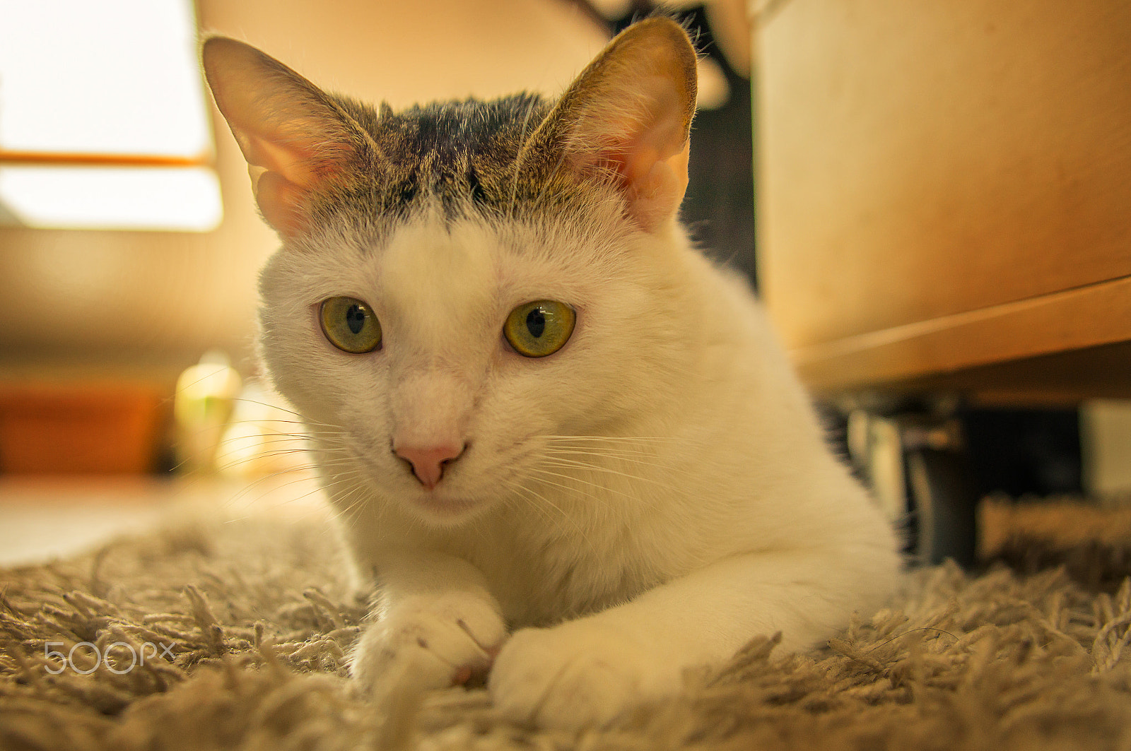 Sony SLT-A57 + 24-70mm F2.8 sample photo. White cat on carpet photography