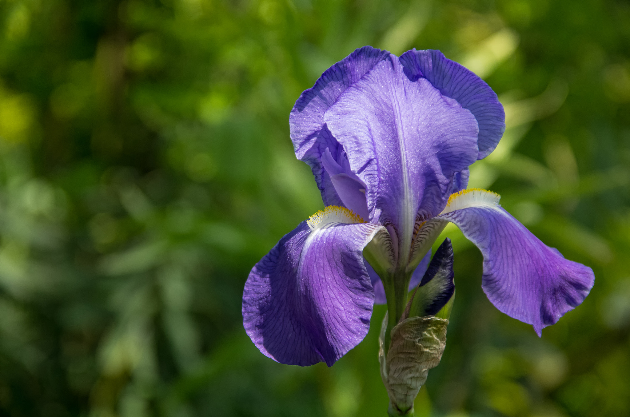 Pentax K-5 + Sigma 18-125mm F3.8-5.6 DC HSM sample photo. Iris goddess of the rainbow photography