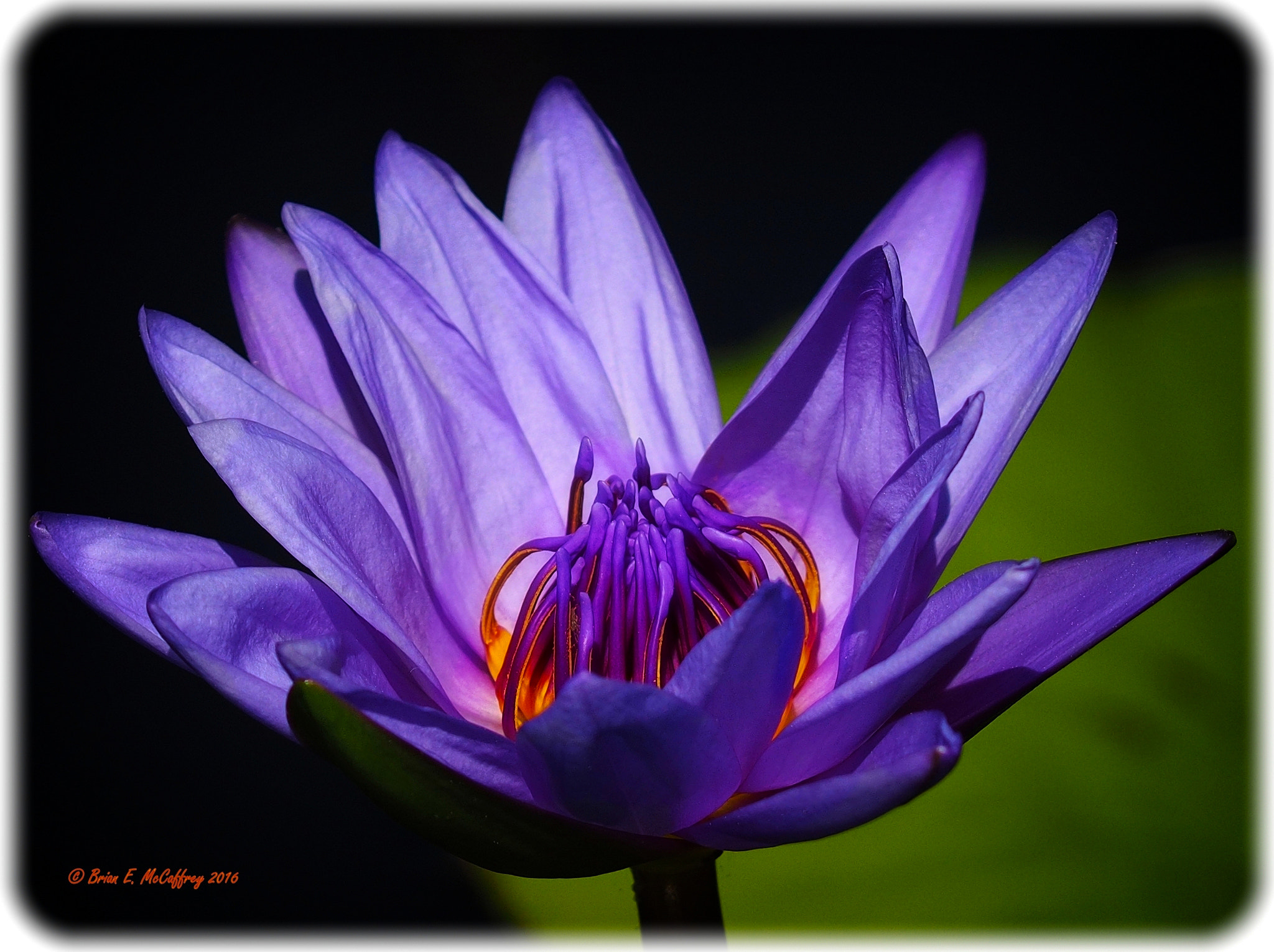 Olympus OM-D E-M1 + Olympus Zuiko Digital ED 150mm F2.0 sample photo. Water lily photography