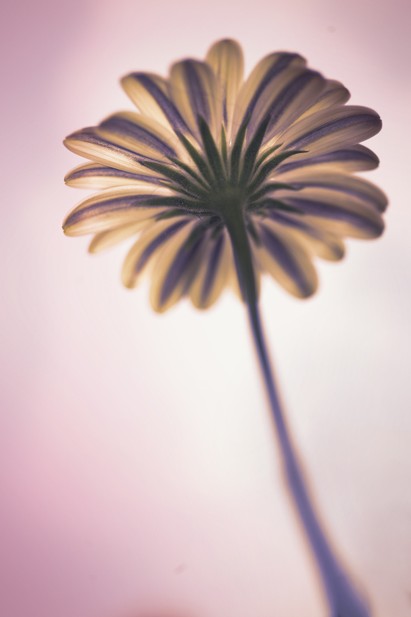 Sigma APO Macro 150mm f/2.8 EX DG HSM sample photo. Amy photography