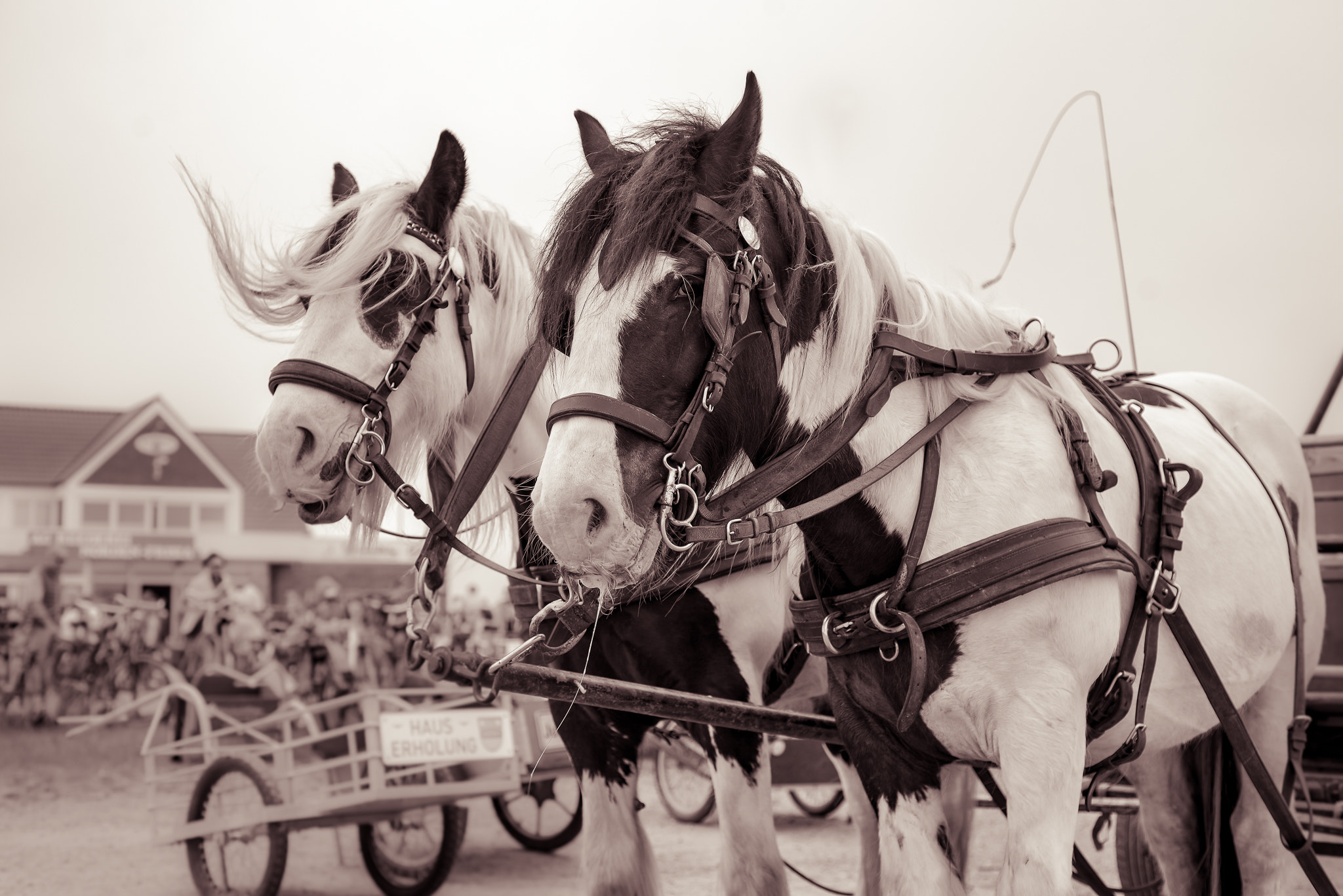 Nikon D800 + AF Nikkor 50mm f/1.8 sample photo. Horse taxi horses photography
