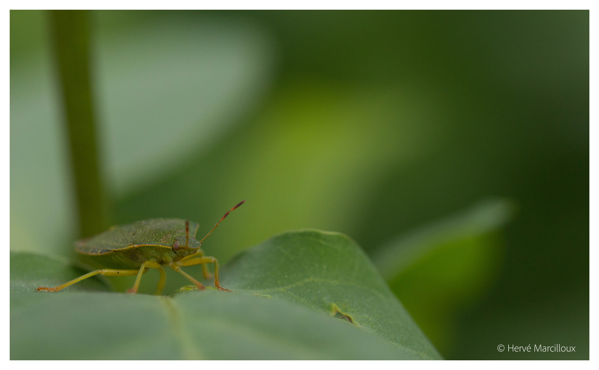 Sony SLT-A77 + 105mm F2.8 sample photo. The green guardian photography