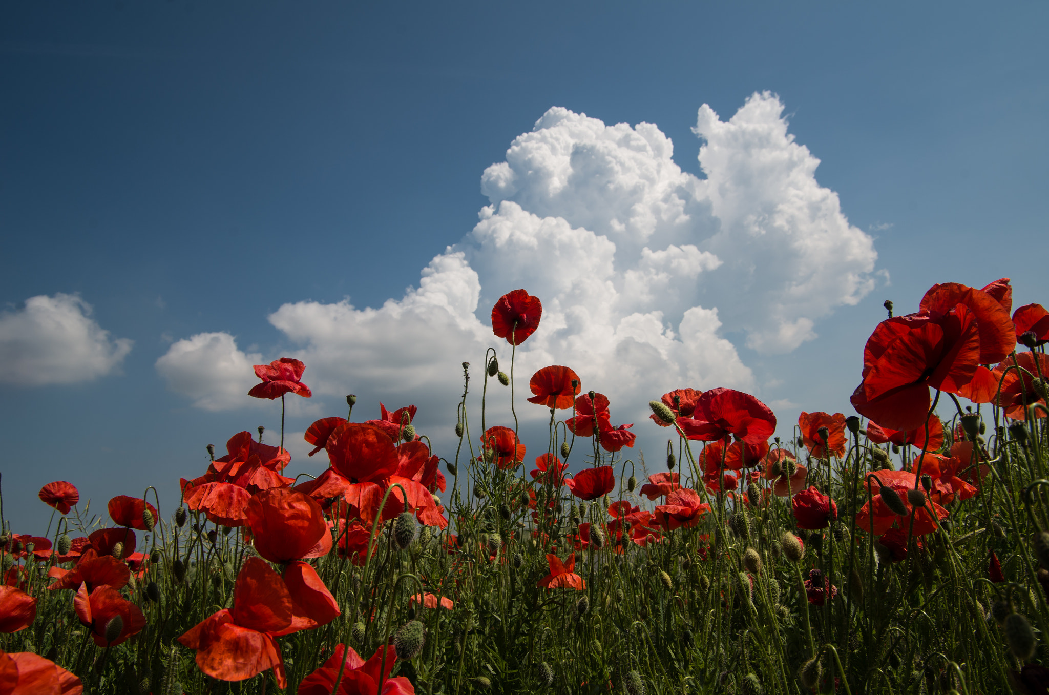 Pentax K-50 + Pentax smc DA 16-45mm F4 ED AL sample photo. Red poppies and a cumulus cloud photography