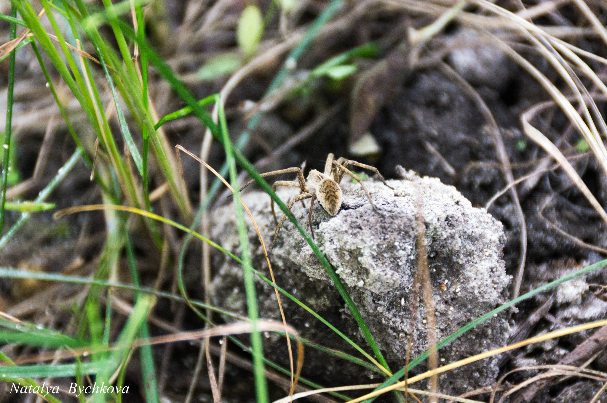 Sony DT 18-250mm F3.5-6.3 sample photo. Nature photography