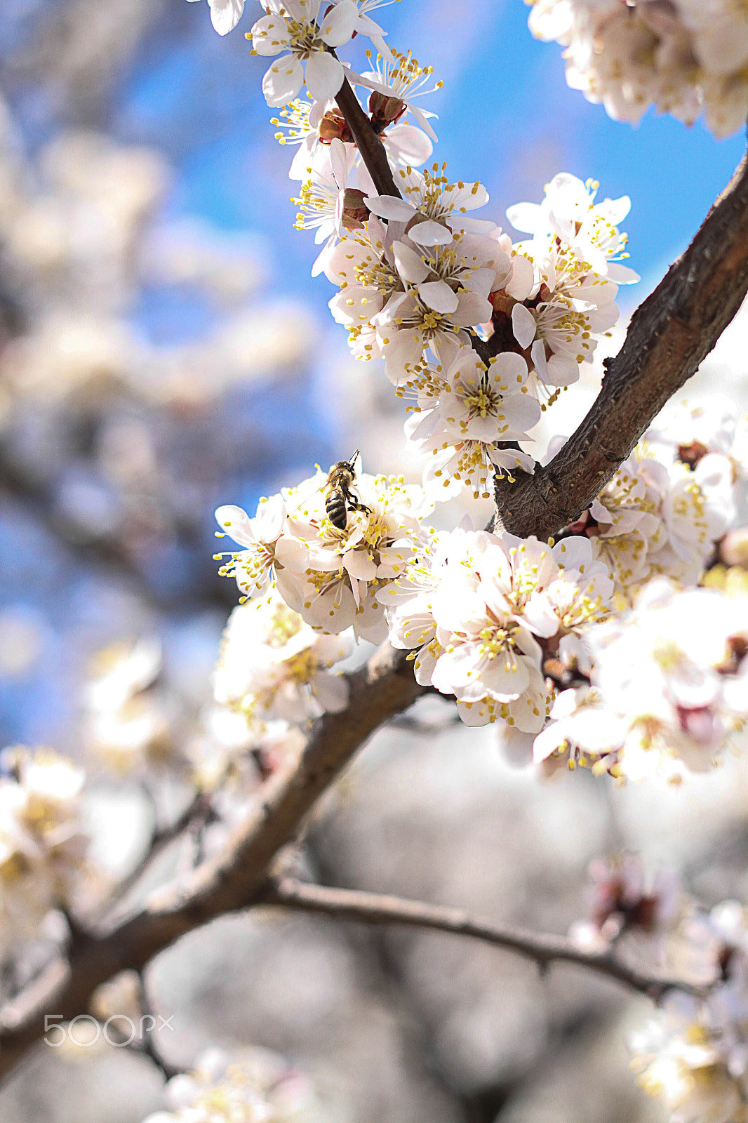 Canon EOS 500D (EOS Rebel T1i / EOS Kiss X3) + Canon EF 50mm F1.8 II sample photo. Bee on cherry flowers photography