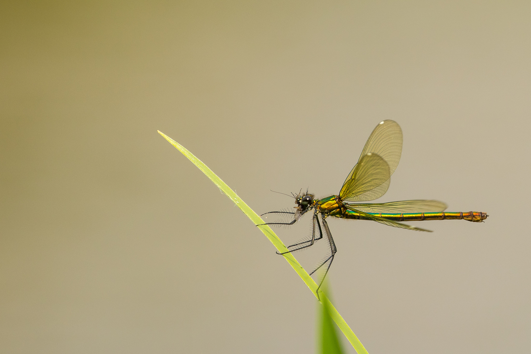 Canon EOS 7D Mark II + Canon EF 100-400mm F4.5-5.6L IS II USM sample photo. Female banded demoiselle with prey photography