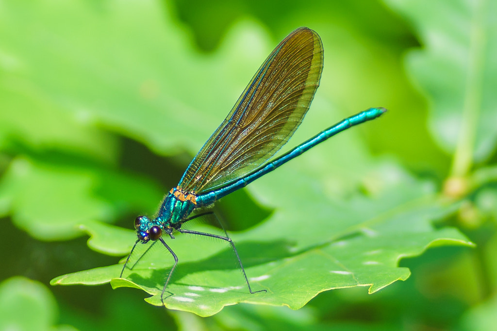 Tamron SP 90mm F2.8 Di VC USD 1:1 Macro sample photo. Shimmering beauty photography