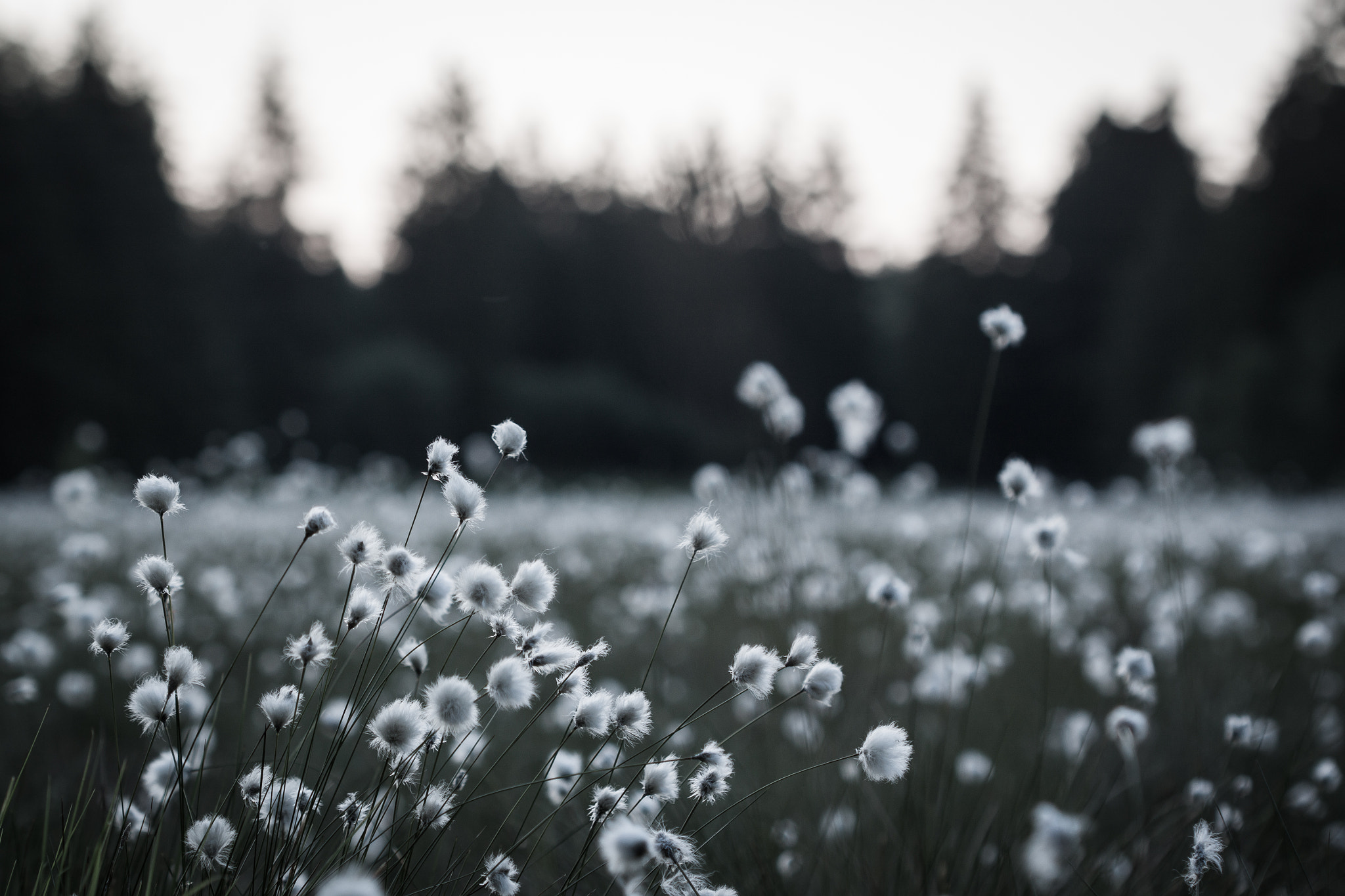 Canon EOS 500D (EOS Rebel T1i / EOS Kiss X3) sample photo. Blooming meadow photography