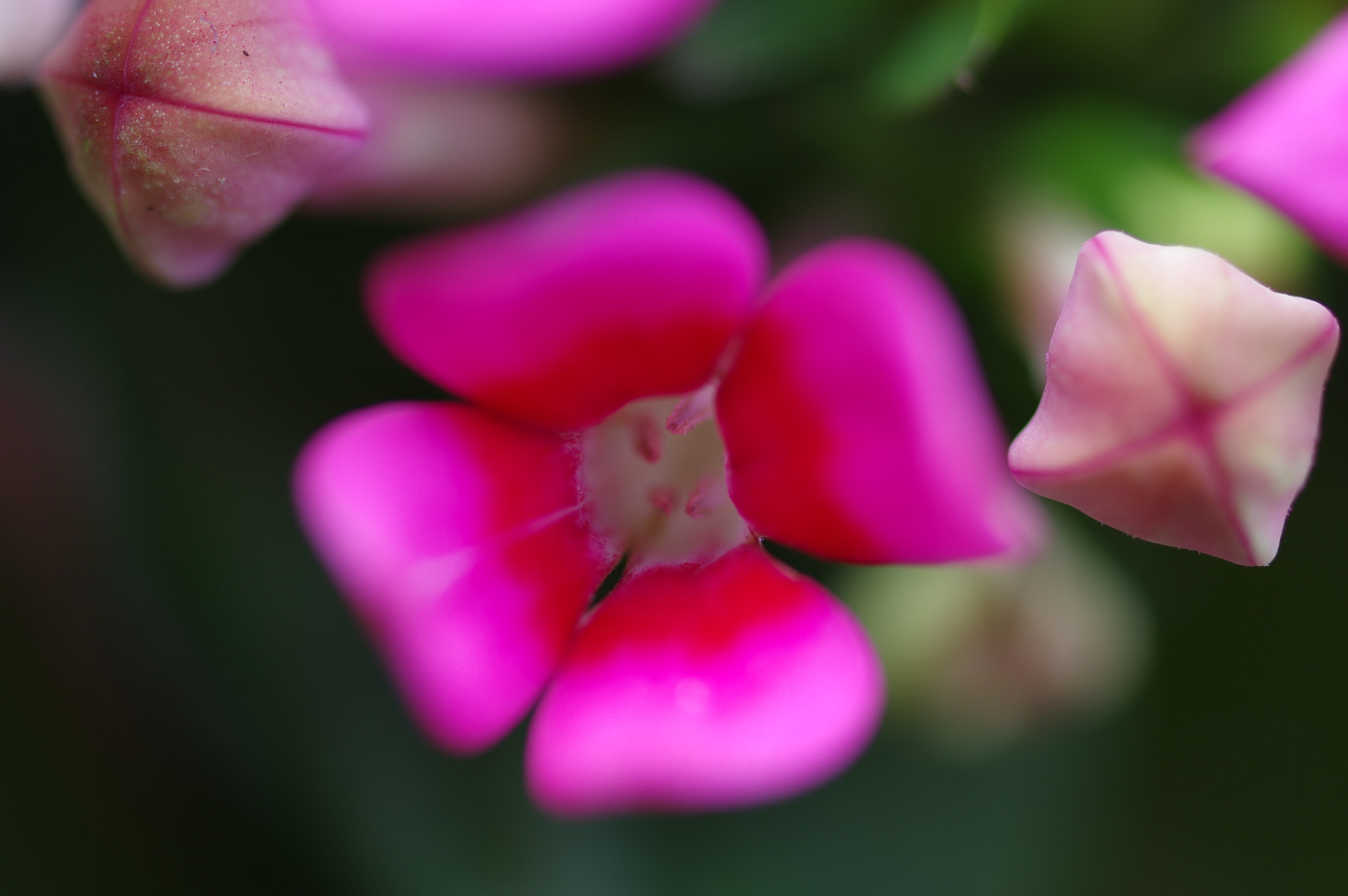 Pentax K-3 + Pentax smc D-FA 50mm F2.8 Macro sample photo