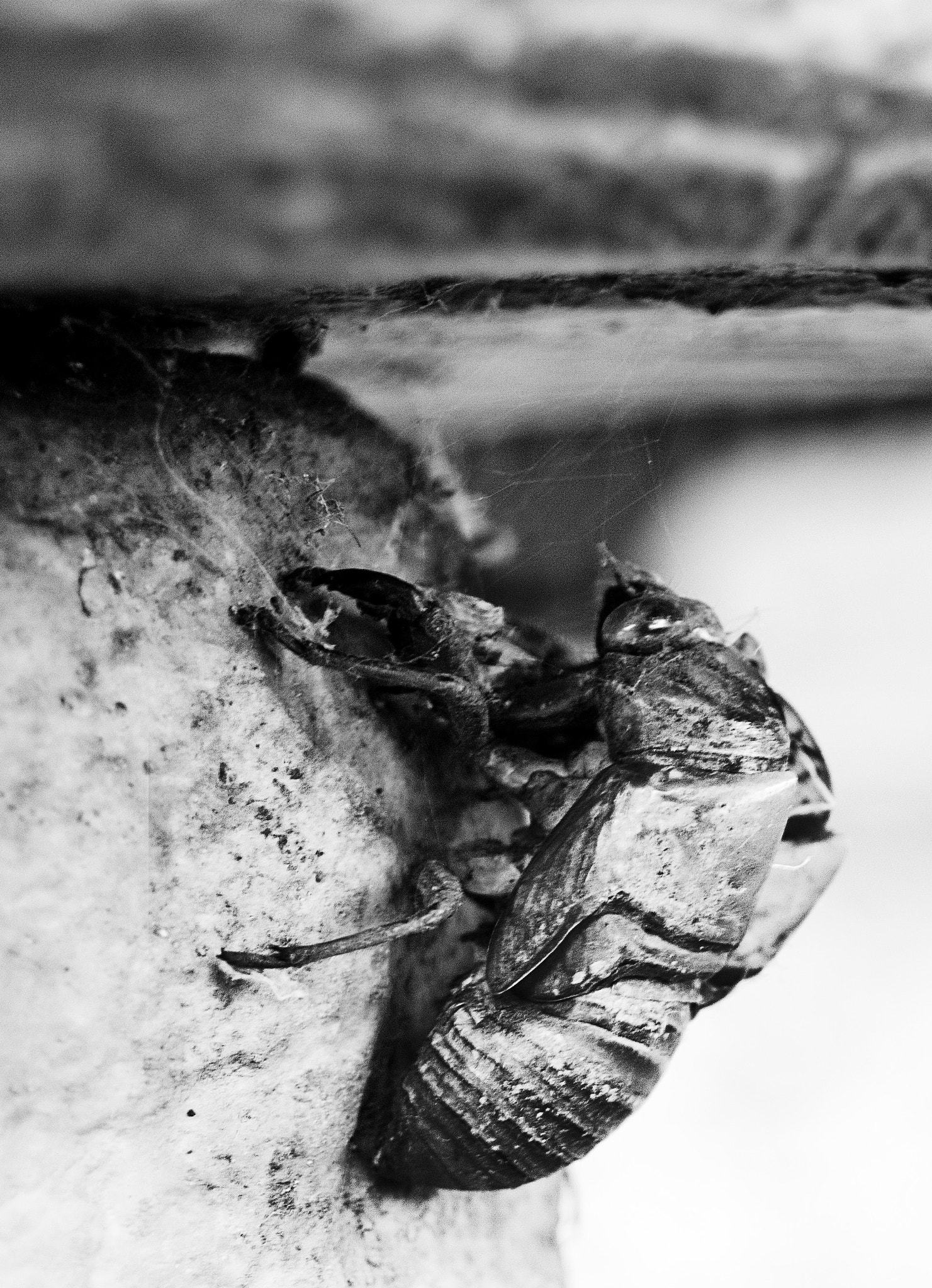Nikon D200 sample photo. Cicada photography