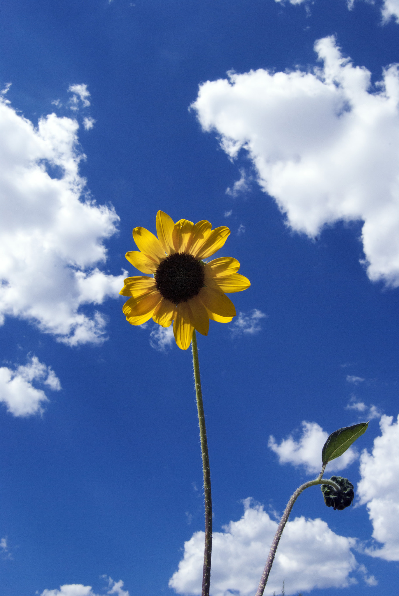 Nikon D200 sample photo. Mr. golden sun photography