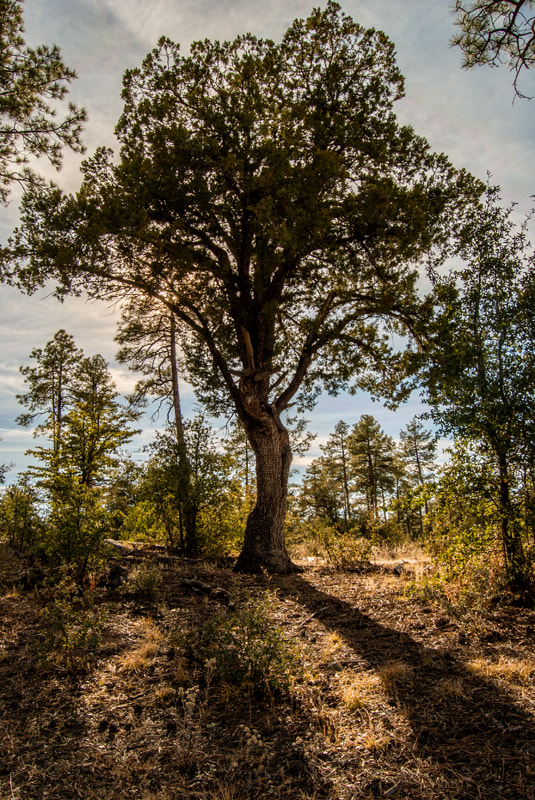 Nikon D200 sample photo. Untitled hdr photography