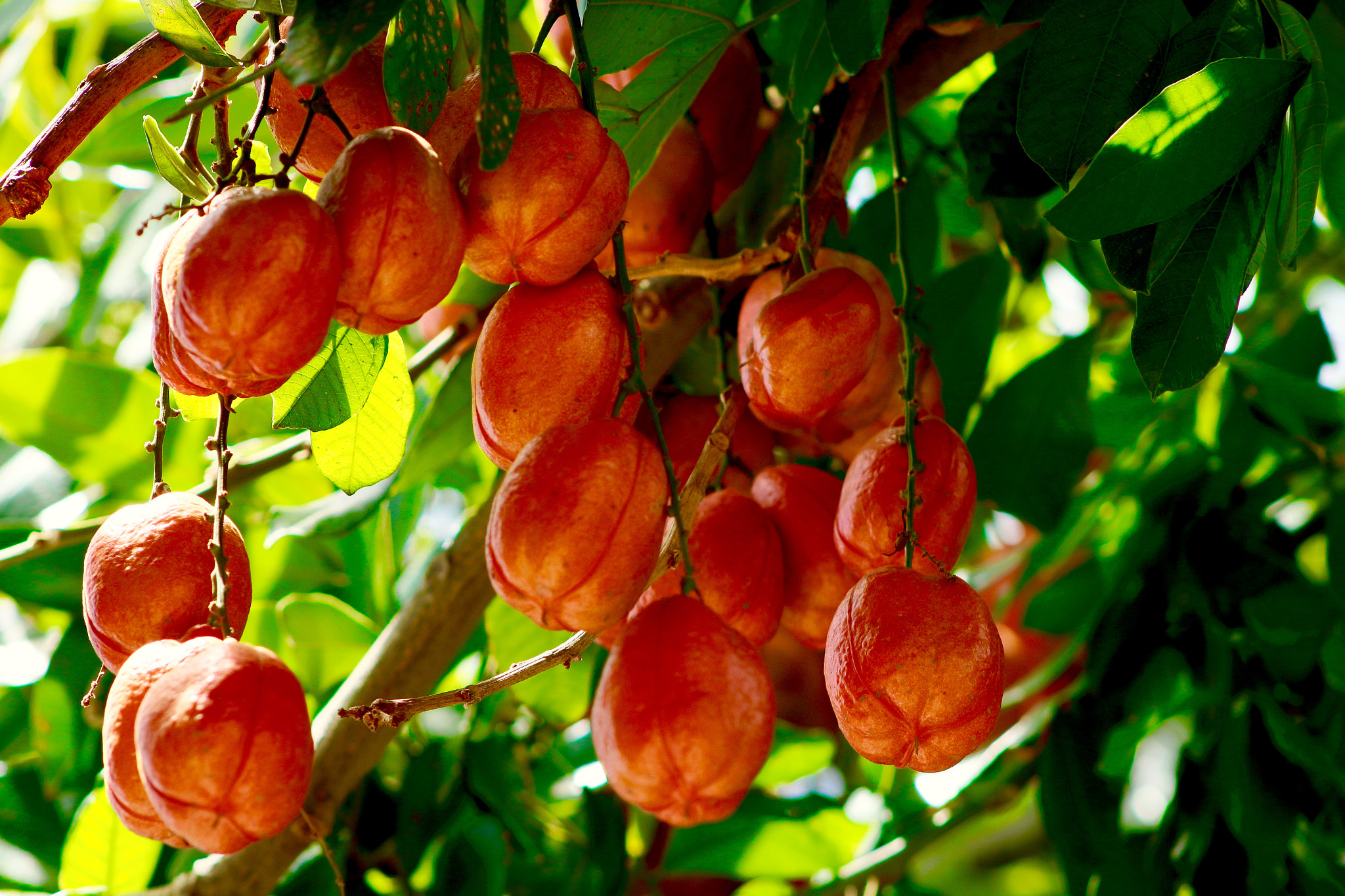 Canon EF75-300mm f/4-5.6 sample photo. Ackee lots of ackee photography