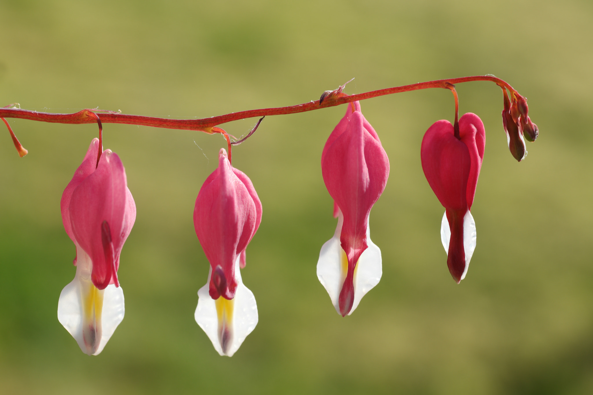 Samsung NX500 + NX 60mm F2.8 Macro sample photo. Bleeding hearts photography