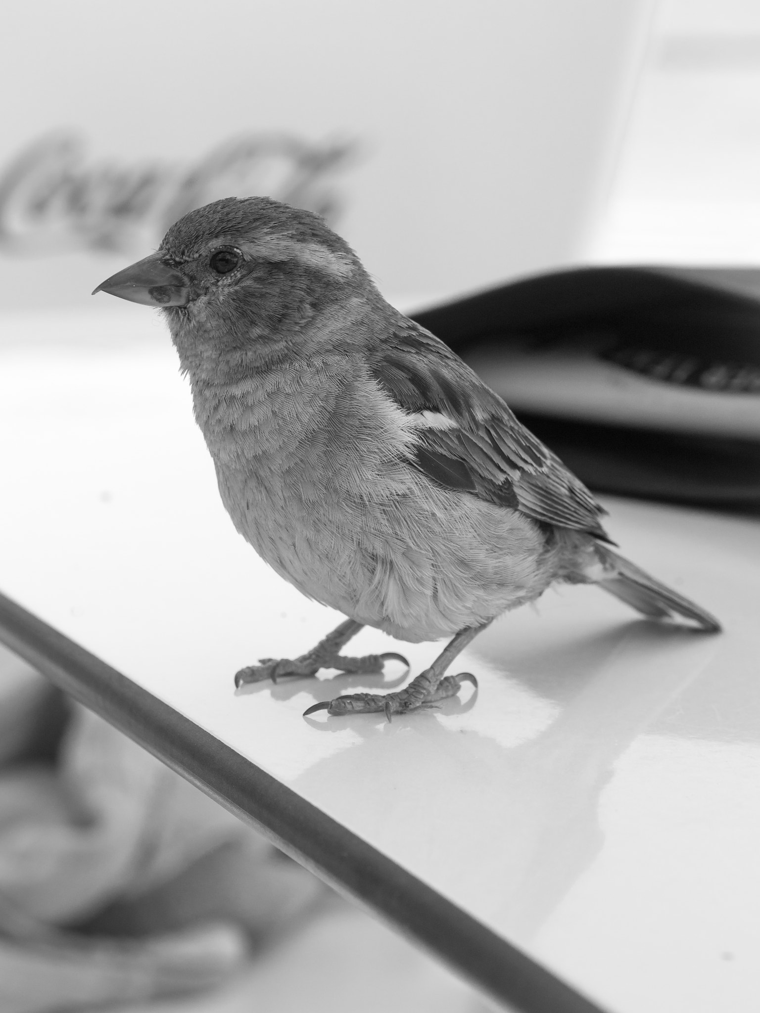 Olympus PEN E-PL5 sample photo. Coffee break little buddy photography