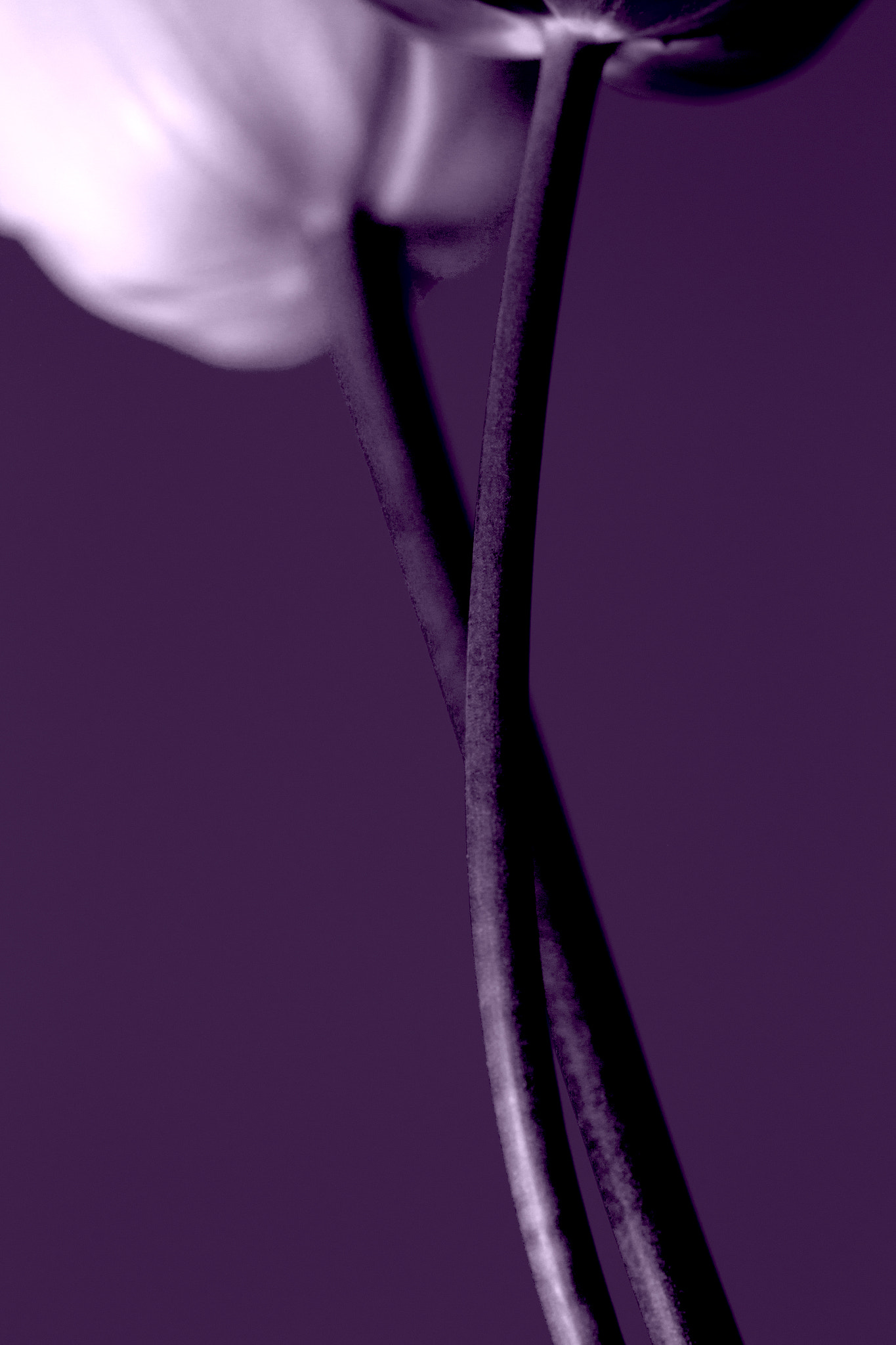 Canon EOS-1D Mark IV sample photo. Tulip bond photography
