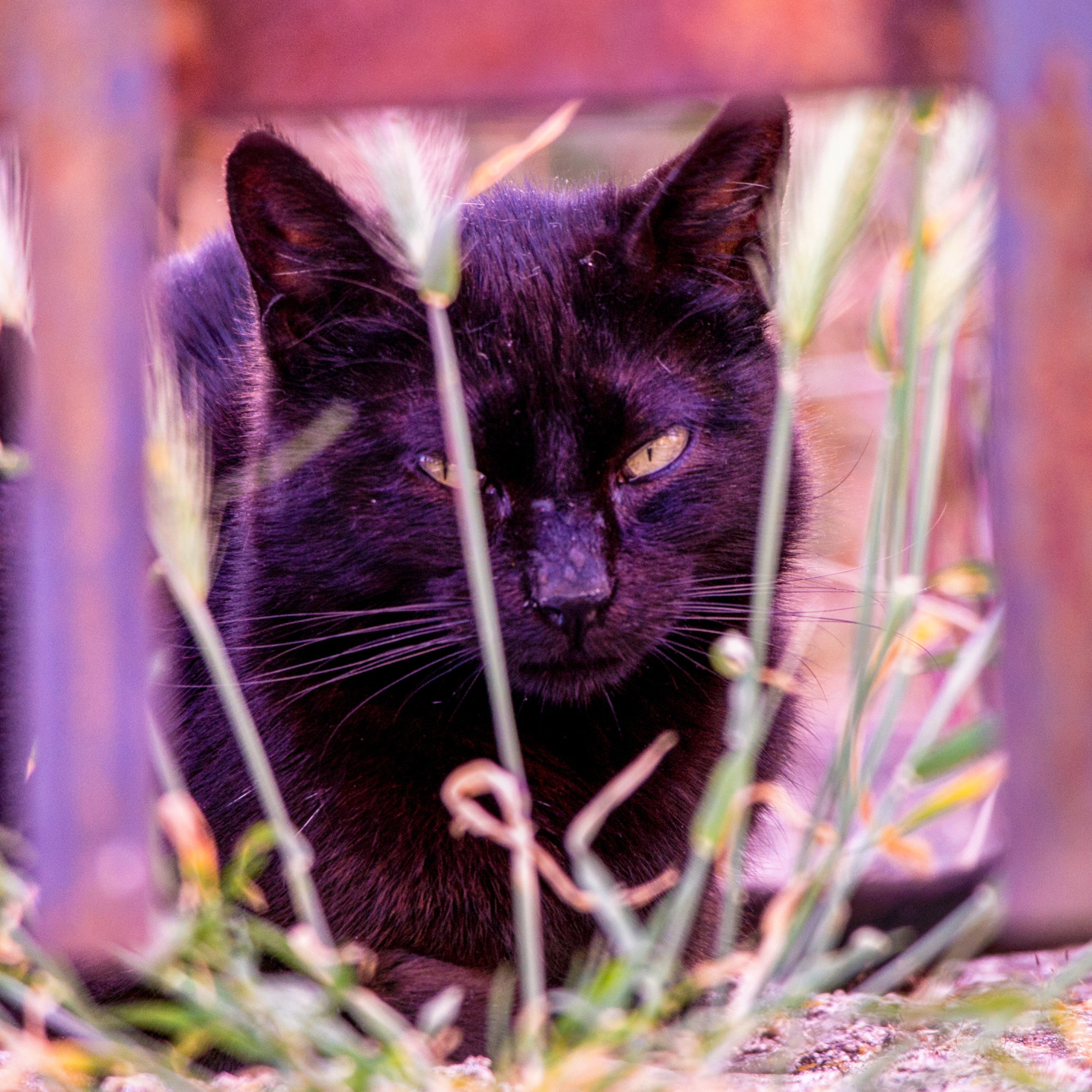 Samsung NX 50-200mm F4-5.6 ED OIS sample photo. Homeless photography