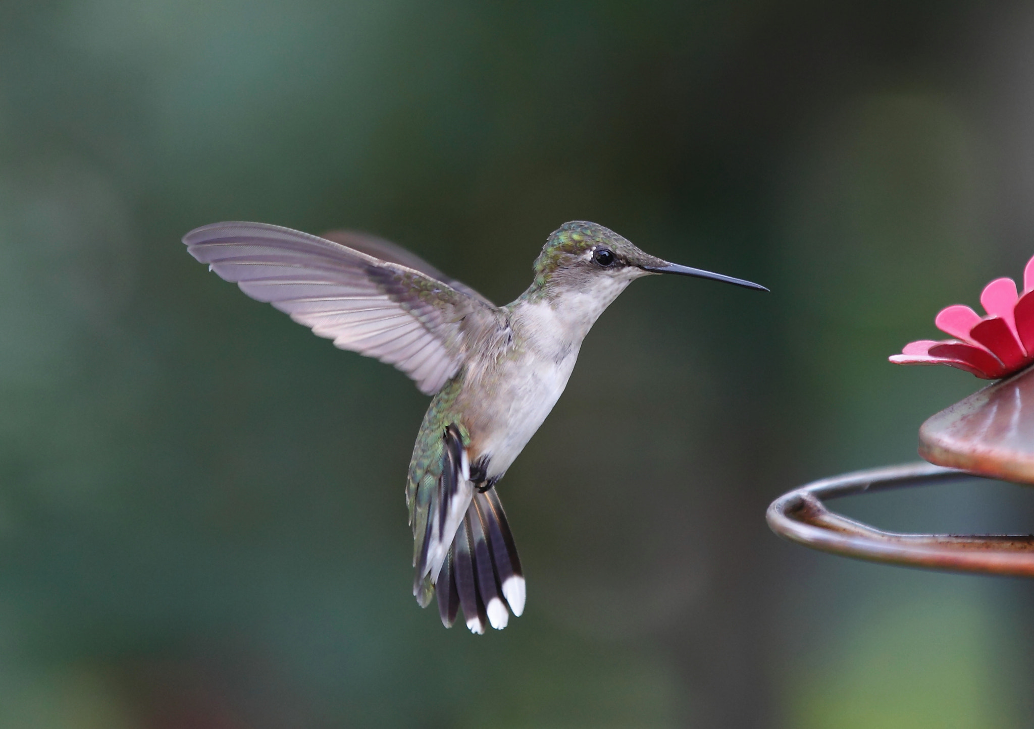 Canon EOS 5D Mark II + Canon EF 70-200mm F2.8L IS II USM sample photo. Hummingbird photography