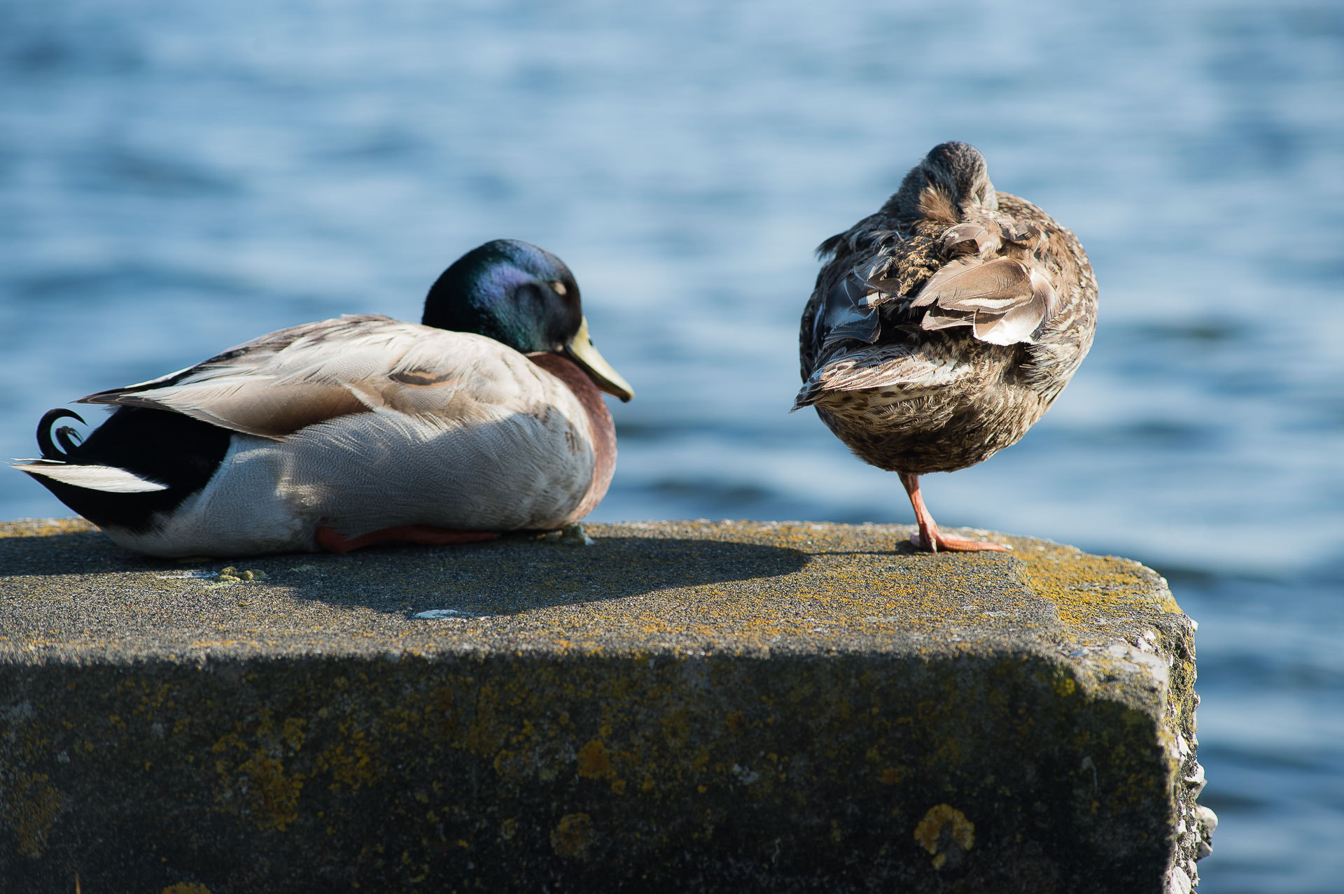 Nikon Df + AF Nikkor 70-210mm f/4-5.6 sample photo. Relax photography