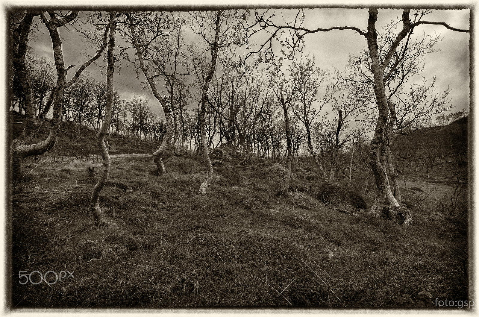 Pentax smc DA 12-24mm F4.0 ED AL (IF) sample photo. Forest are dead photography