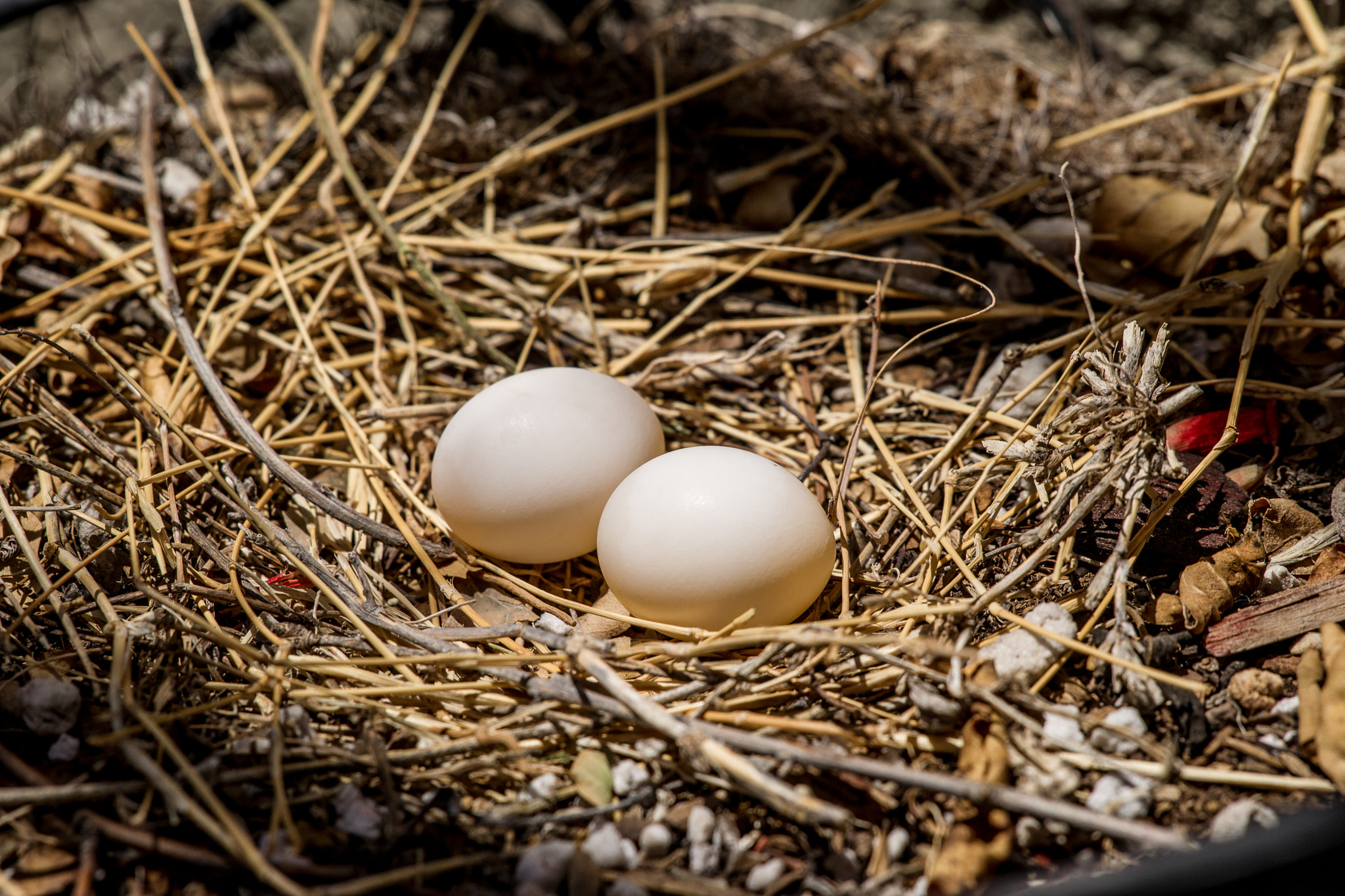 Sony Alpha DSLR-A850 + Sony 70-400mm F4-5.6 G SSM sample photo. Morning dove nest & eggs photography