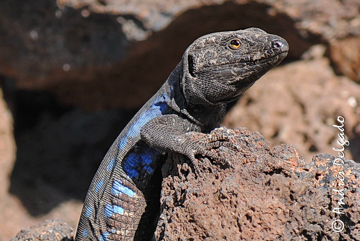 Nikon AF-S Micro-Nikkor 105mm F2.8G IF-ED VR sample photo. Gallotia galloti. amarilla golf. tenerife photography