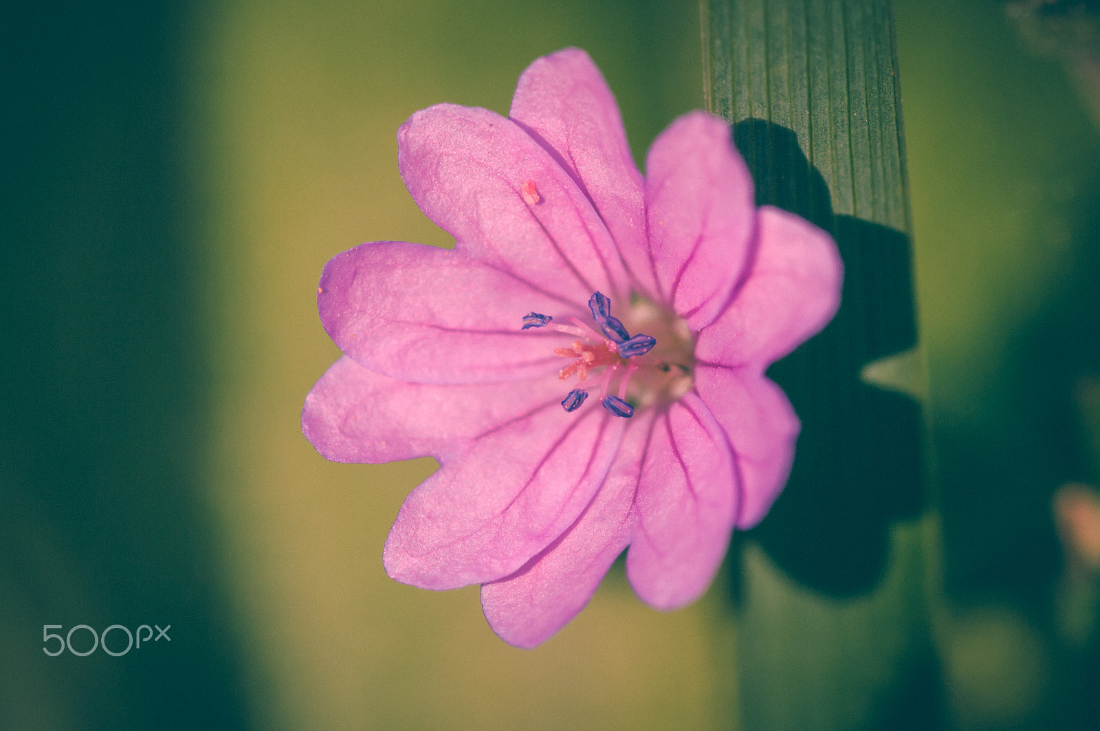 Pentax smc D-FA 100mm F2.8 macro sample photo. Right before sunset photography