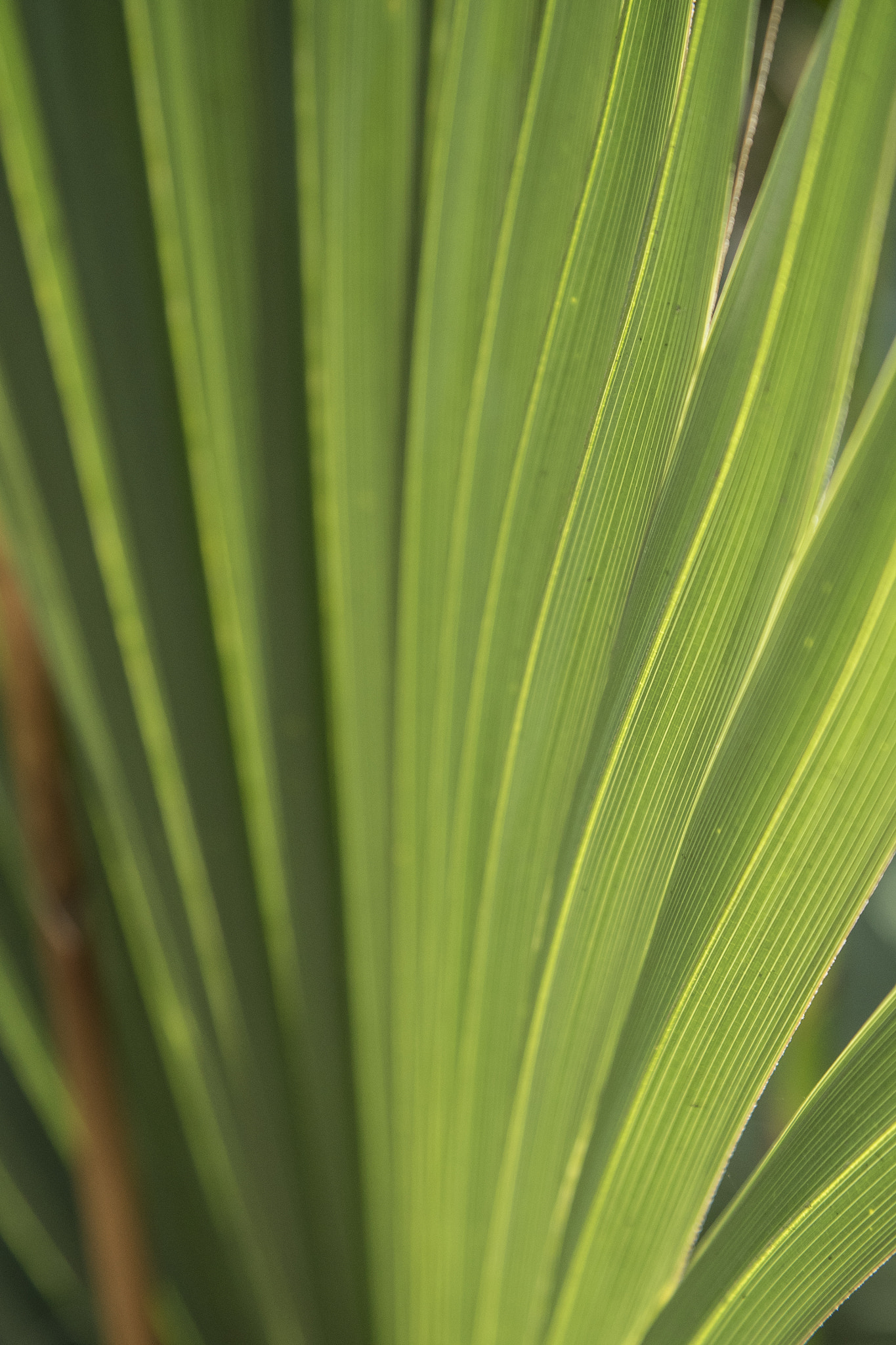 Panasonic Lumix DMC-GH4 + Canon EF 24-105mm F4L IS USM sample photo. Palm frond photography