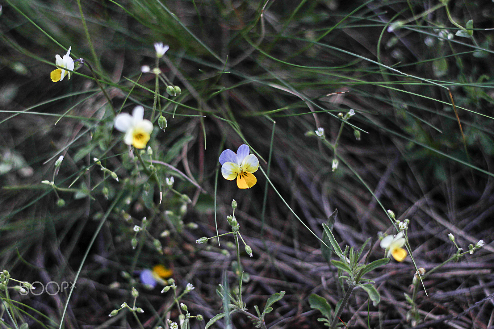 Canon EOS 500D (EOS Rebel T1i / EOS Kiss X3) + Canon EF 50mm F1.8 II sample photo. Pansies in the field photography