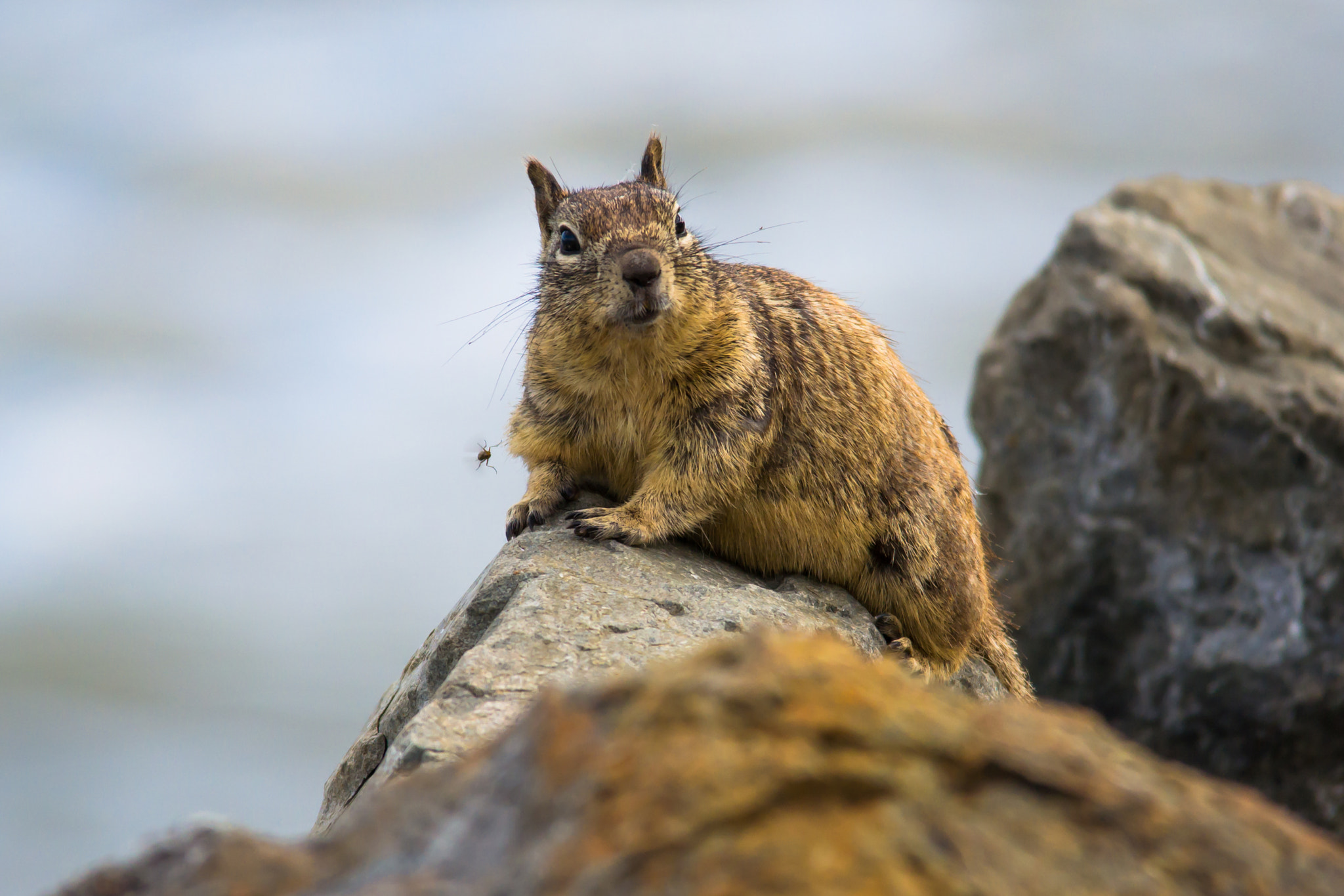 Sigma 150-500mm F5-6.3 DG OS HSM sample photo. Squirrel photography