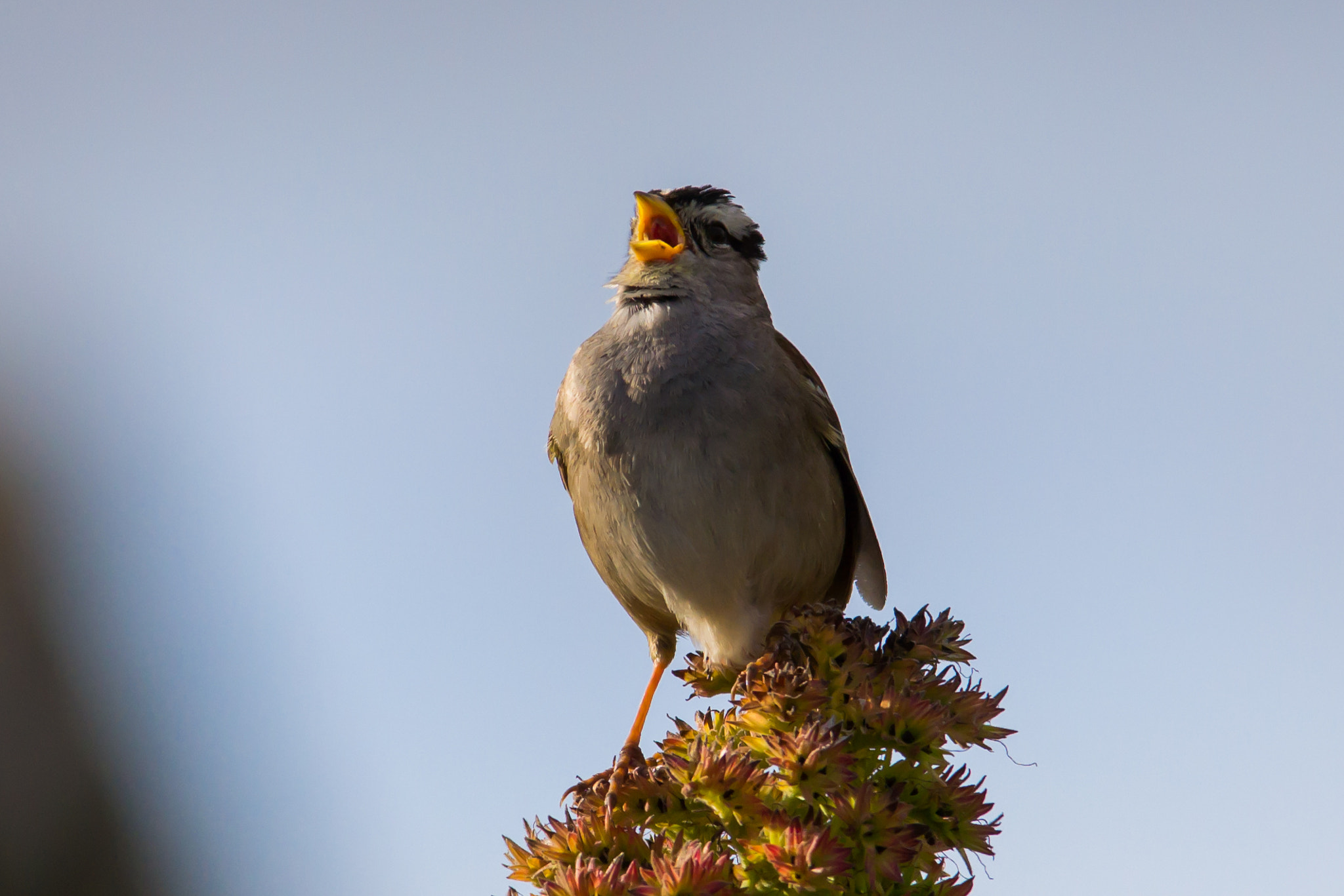 Sigma 150-500mm F5-6.3 DG OS HSM sample photo. Sing photography